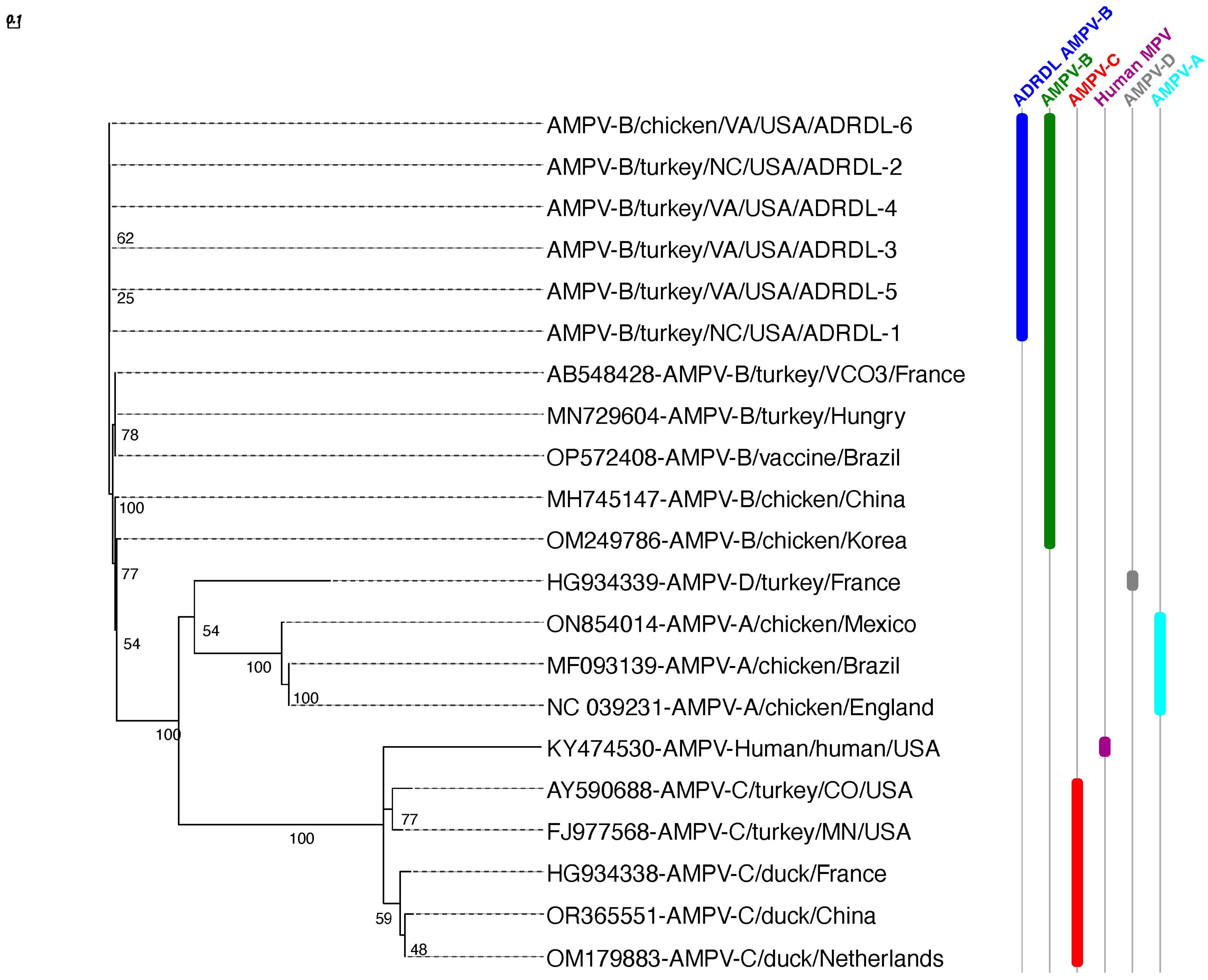 Viruses 16 00508 g004