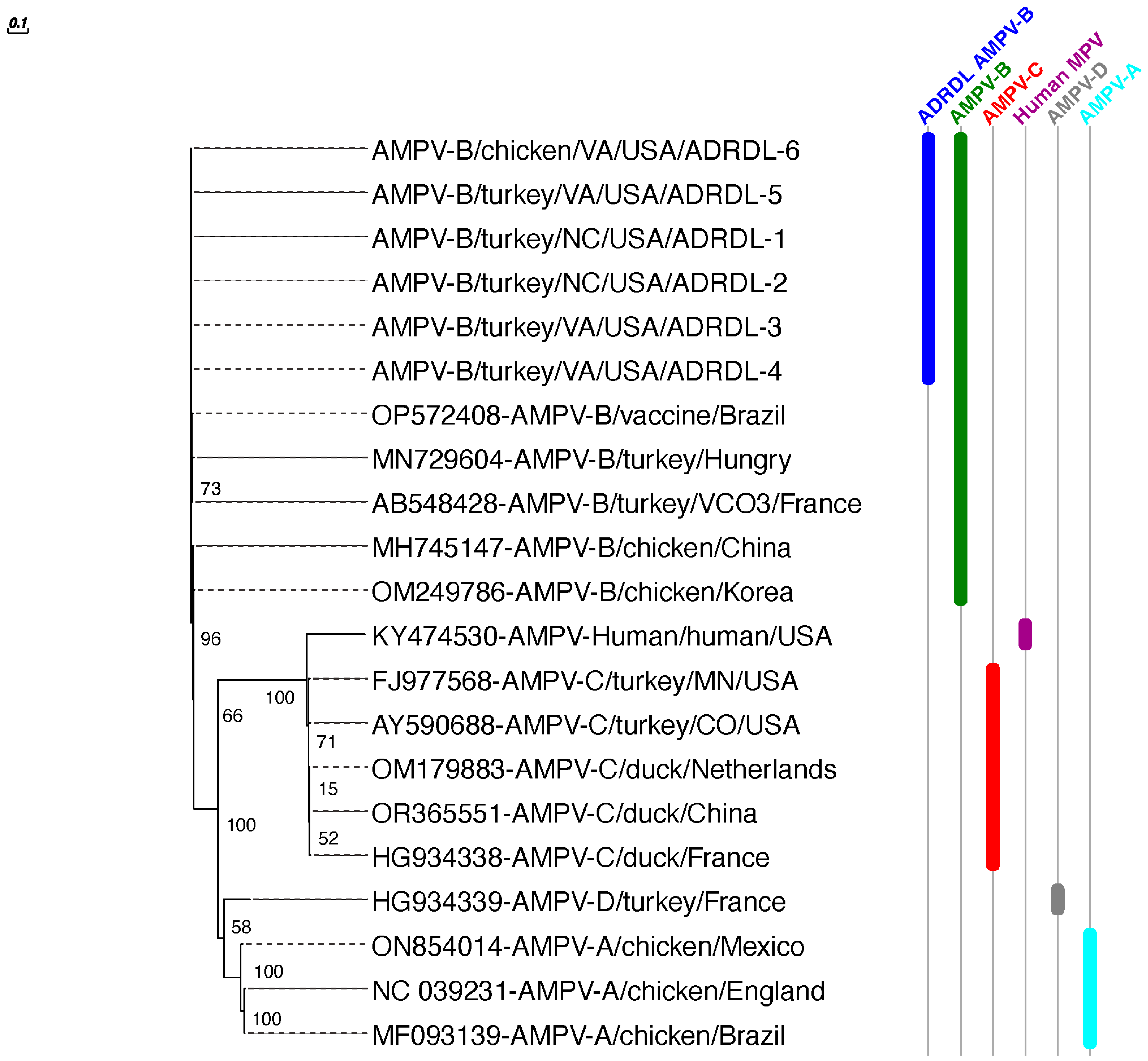 Viruses 16 00508 g005
