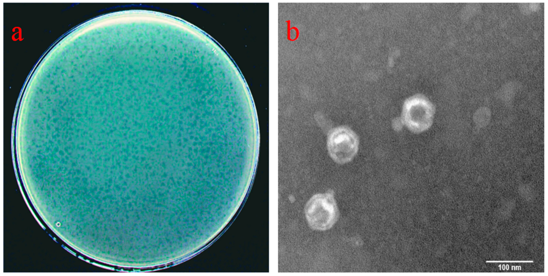 Viruses 16 00509 g001