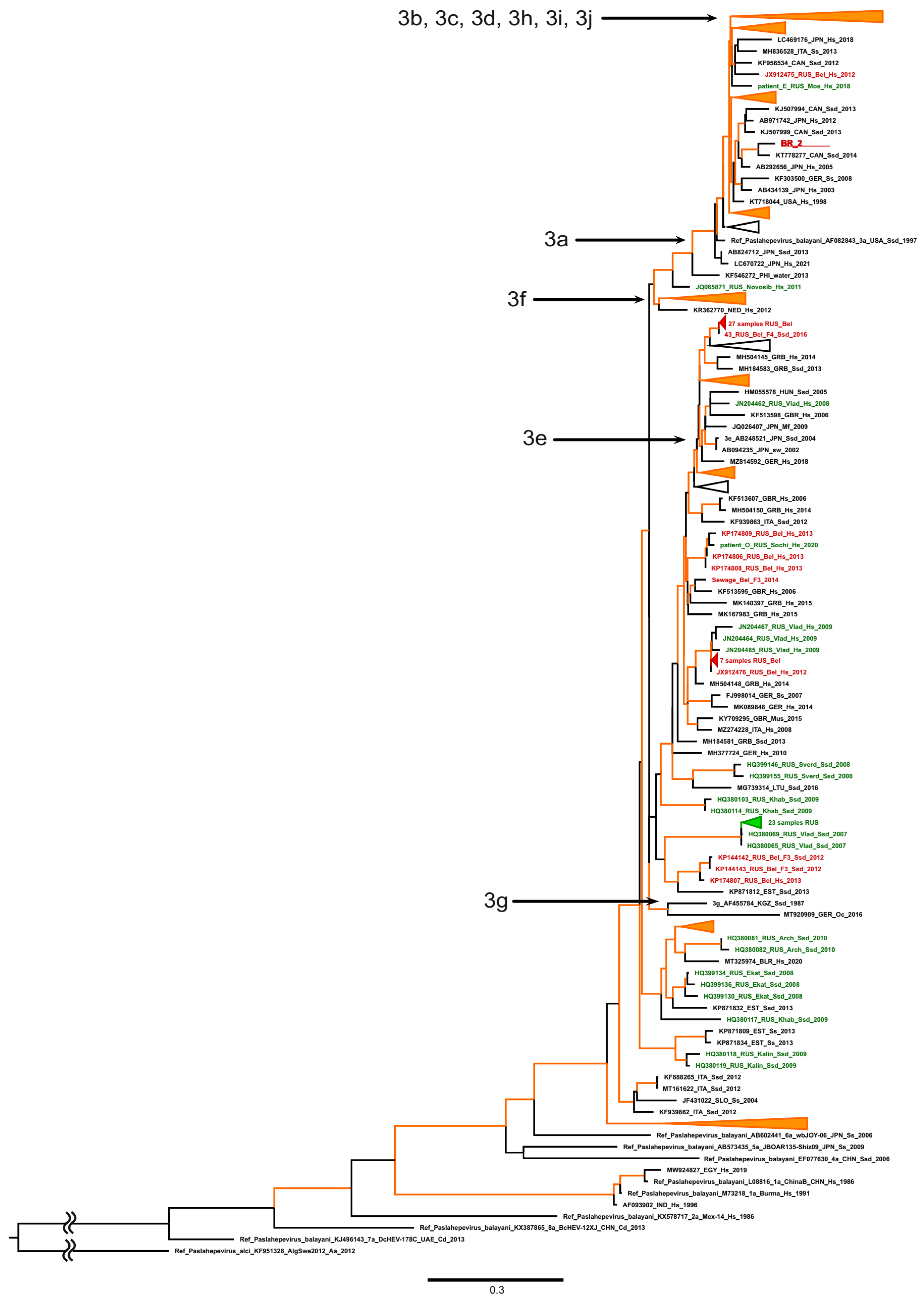 Viruses 16 00526 g001 Viruses 16 00526 g001