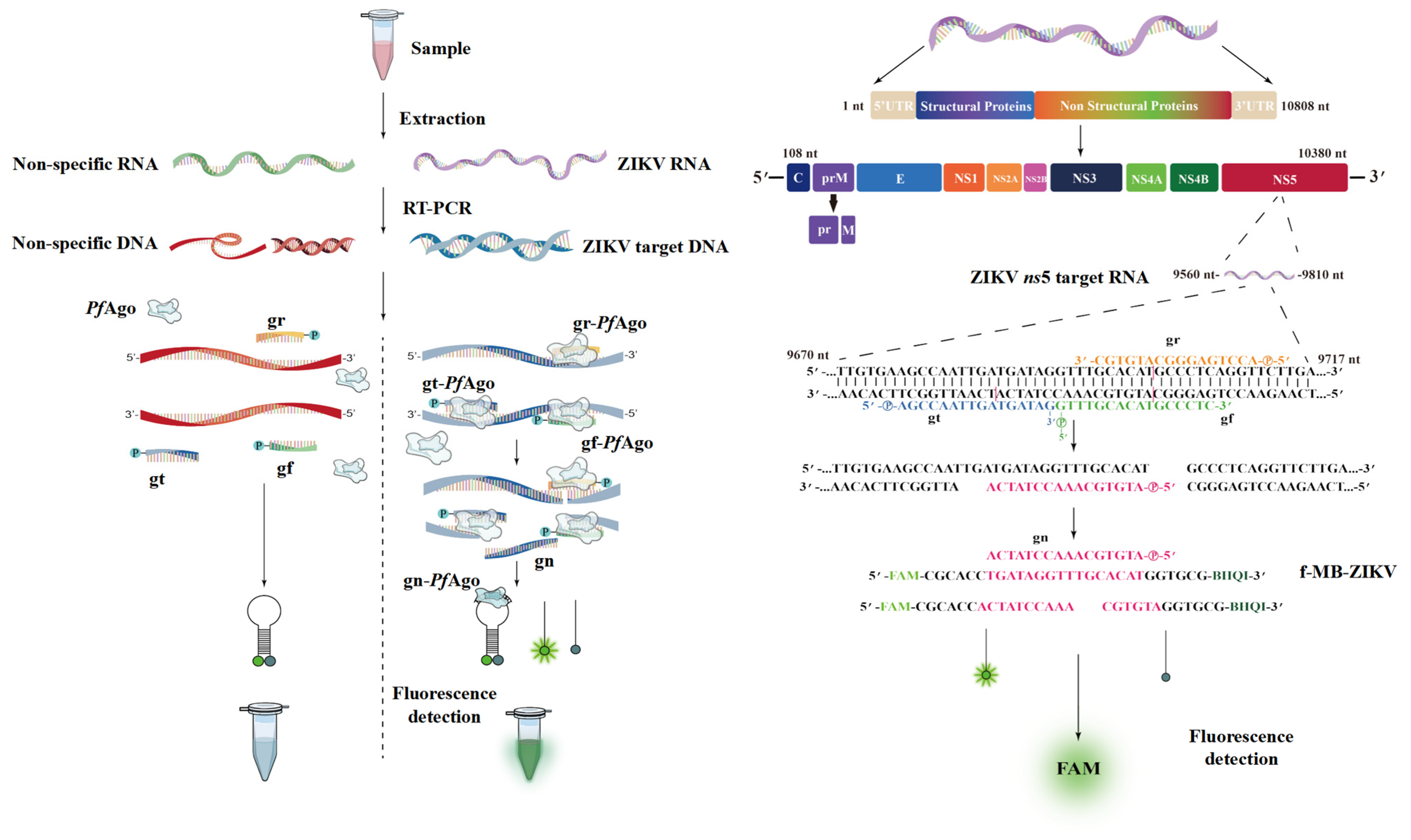 Viruses 16 00539 g001