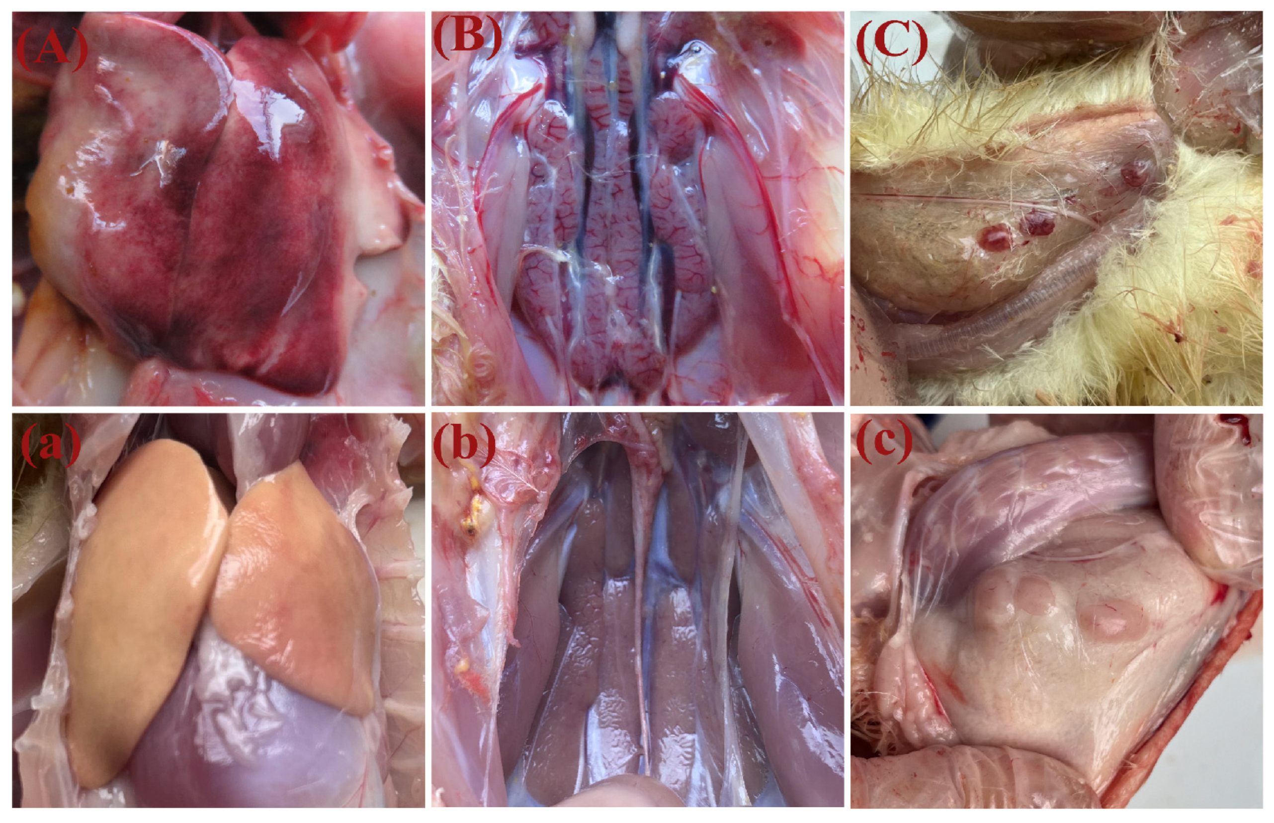 Viruses 16 00541 g005