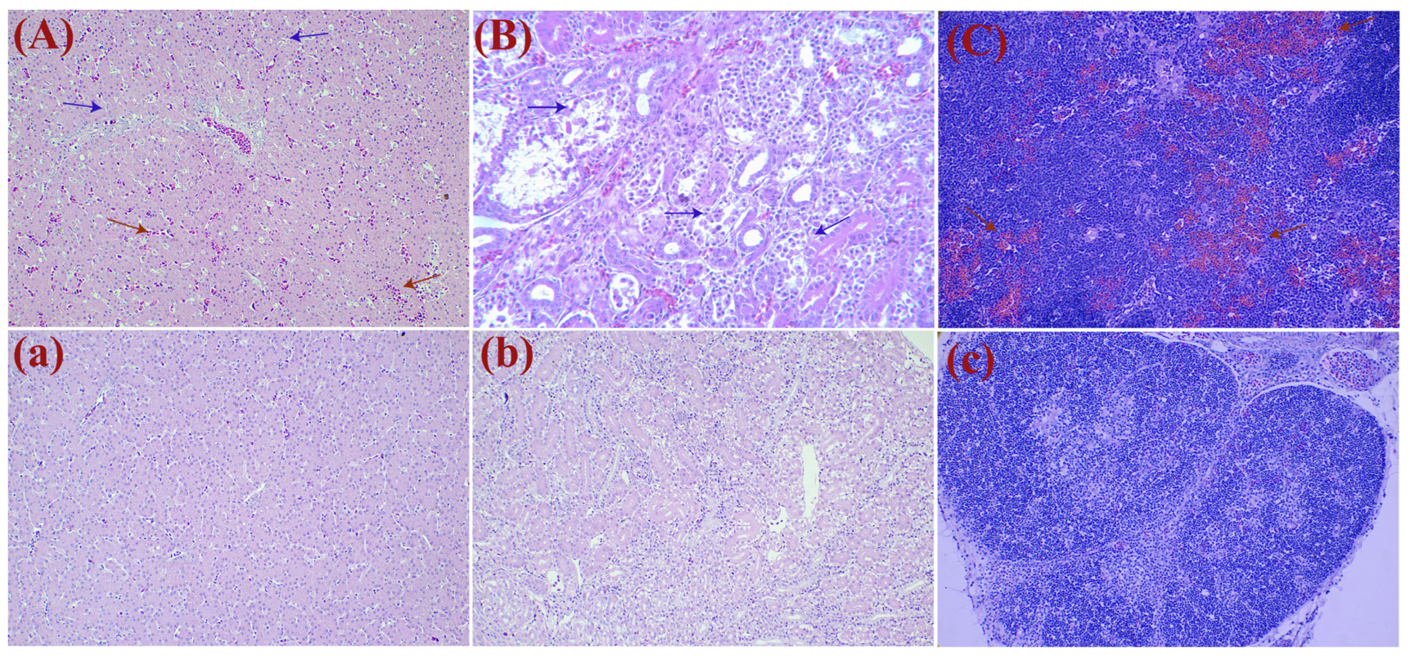 Viruses 16 00541 g006