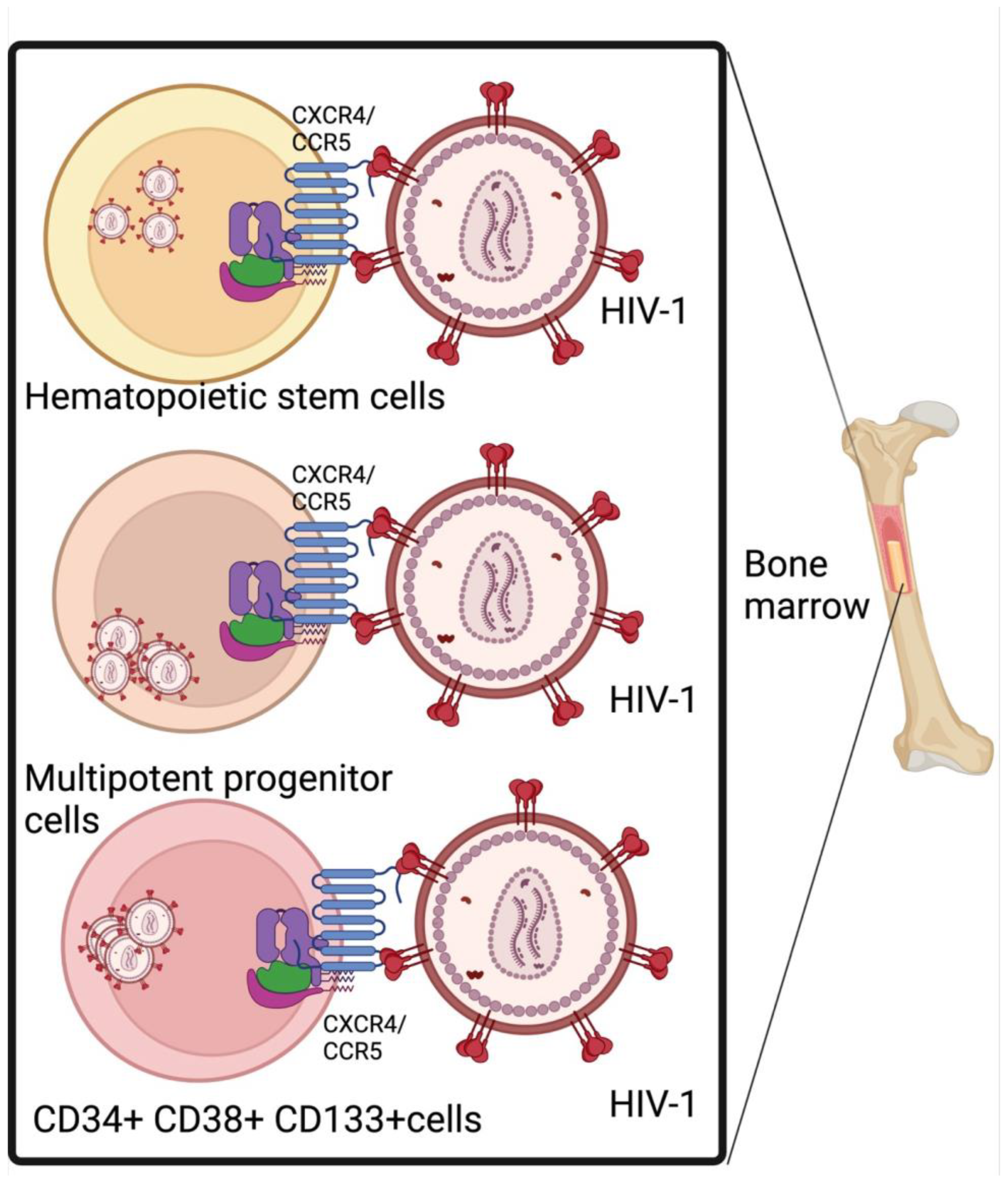 Viruses 16 00542 g001