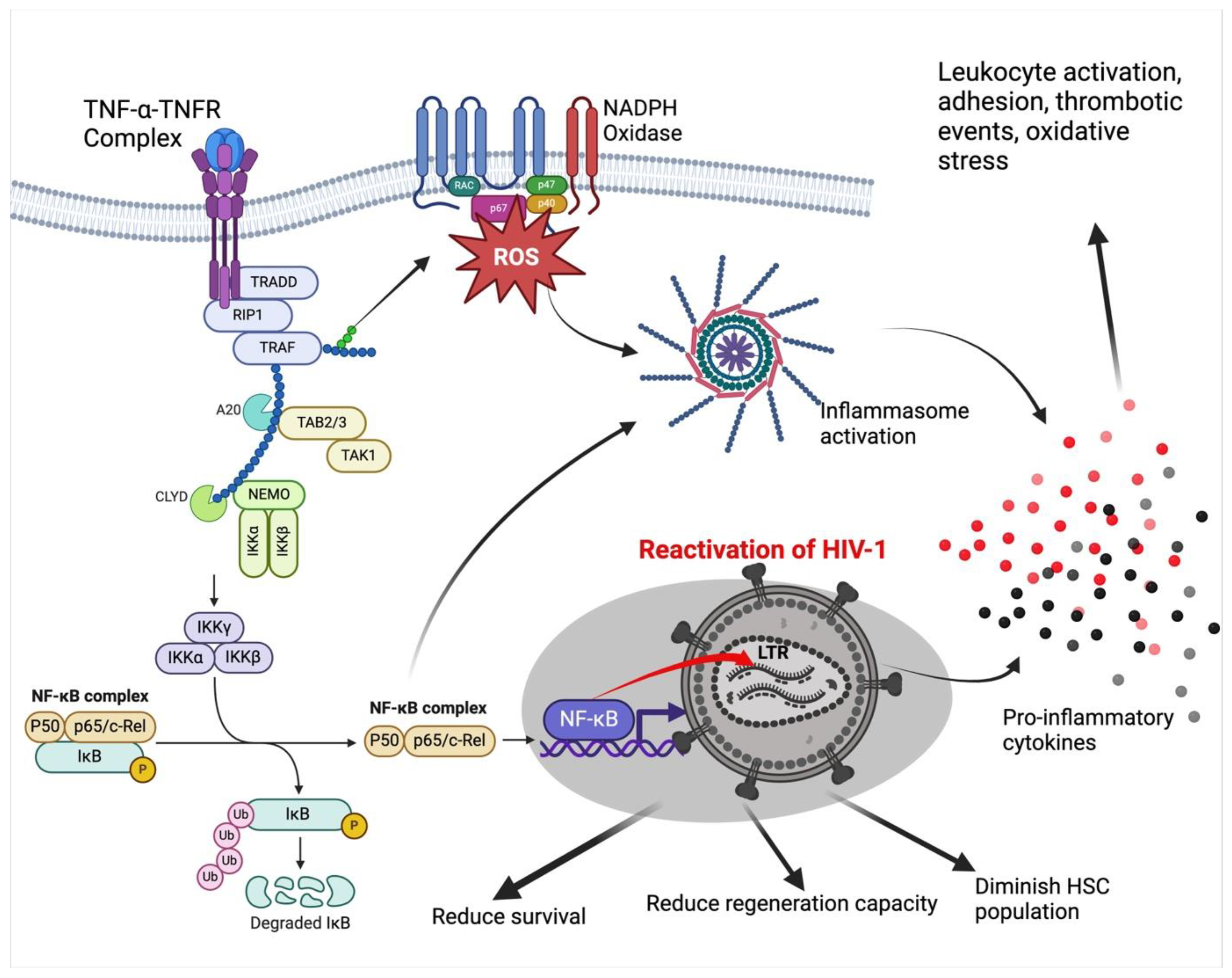Viruses 16 00542 g002