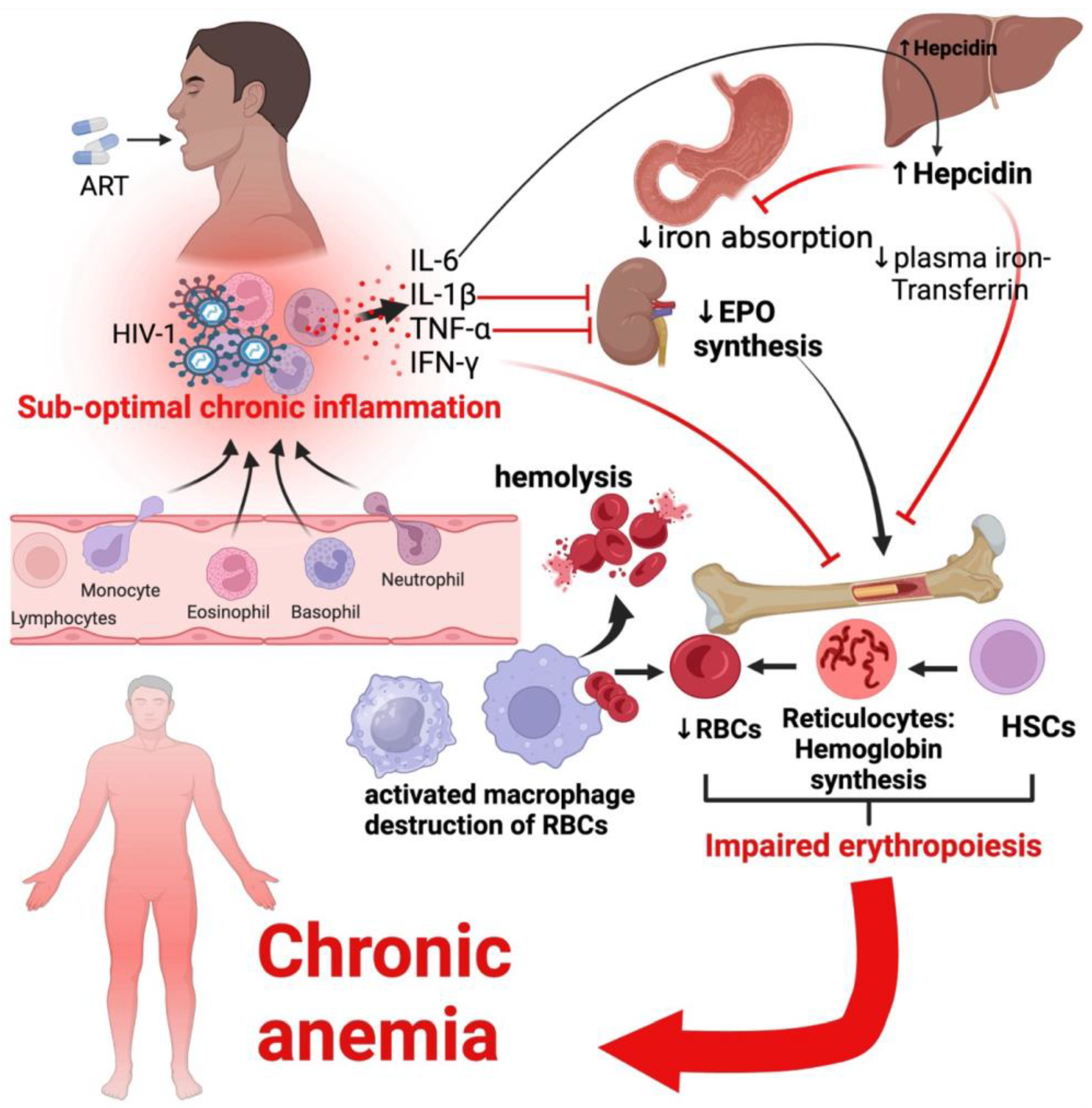 Viruses 16 00542 g003
