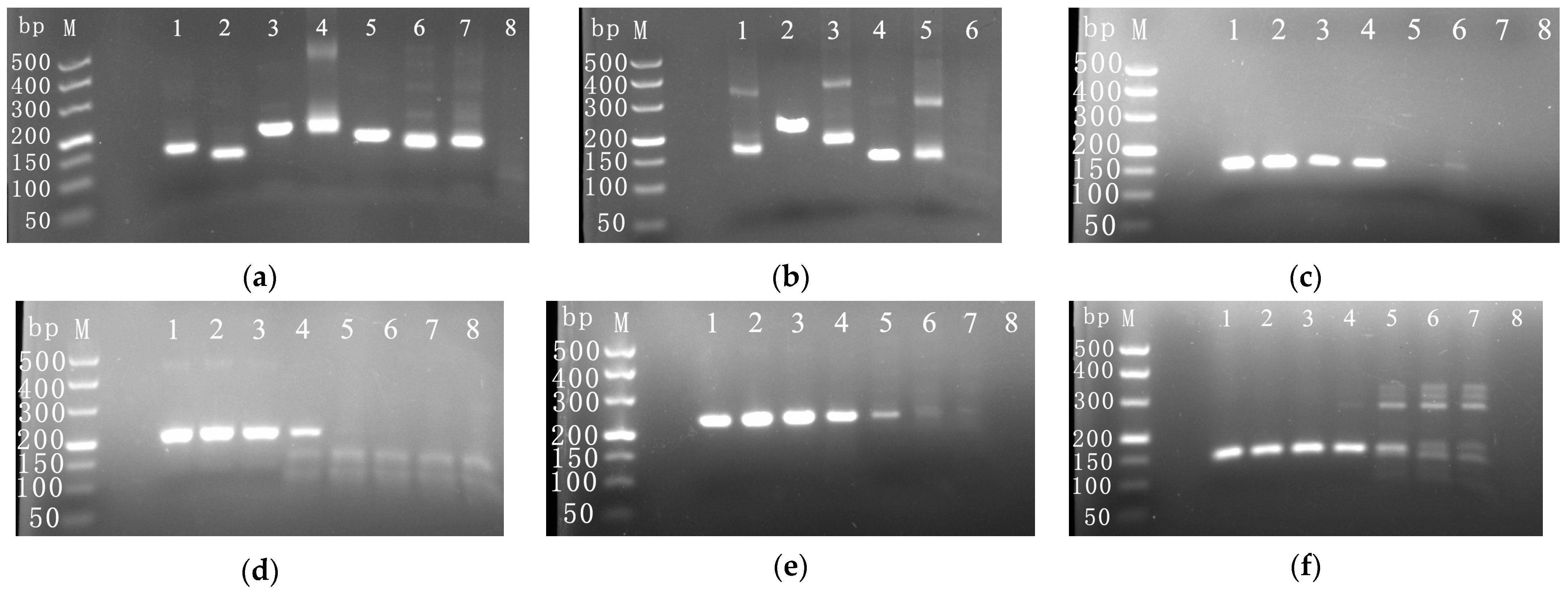 Viruses 16 00543 g001