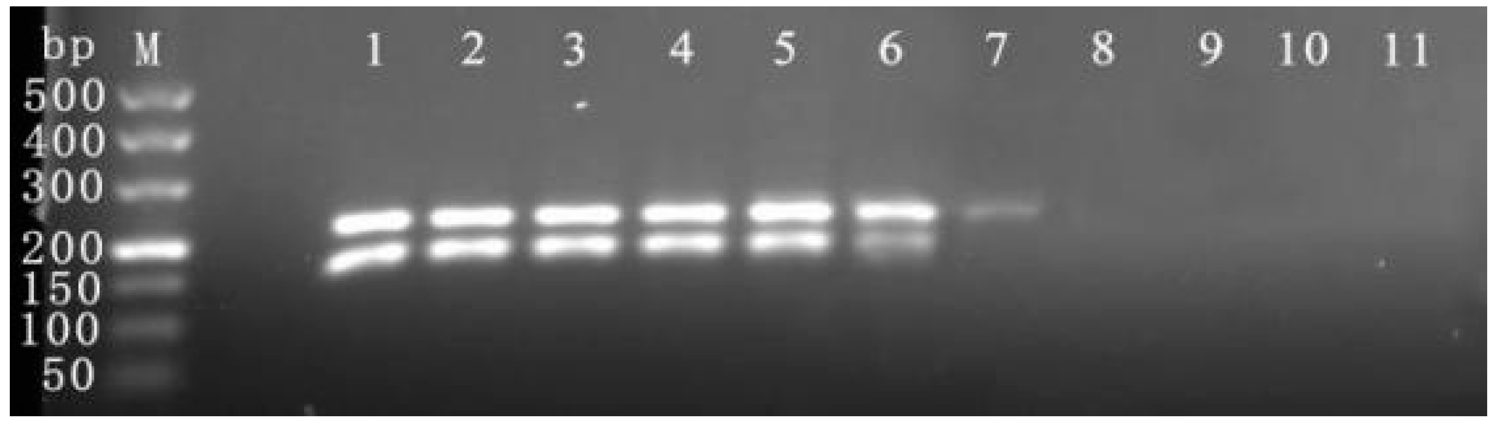 Viruses 16 00543 g004