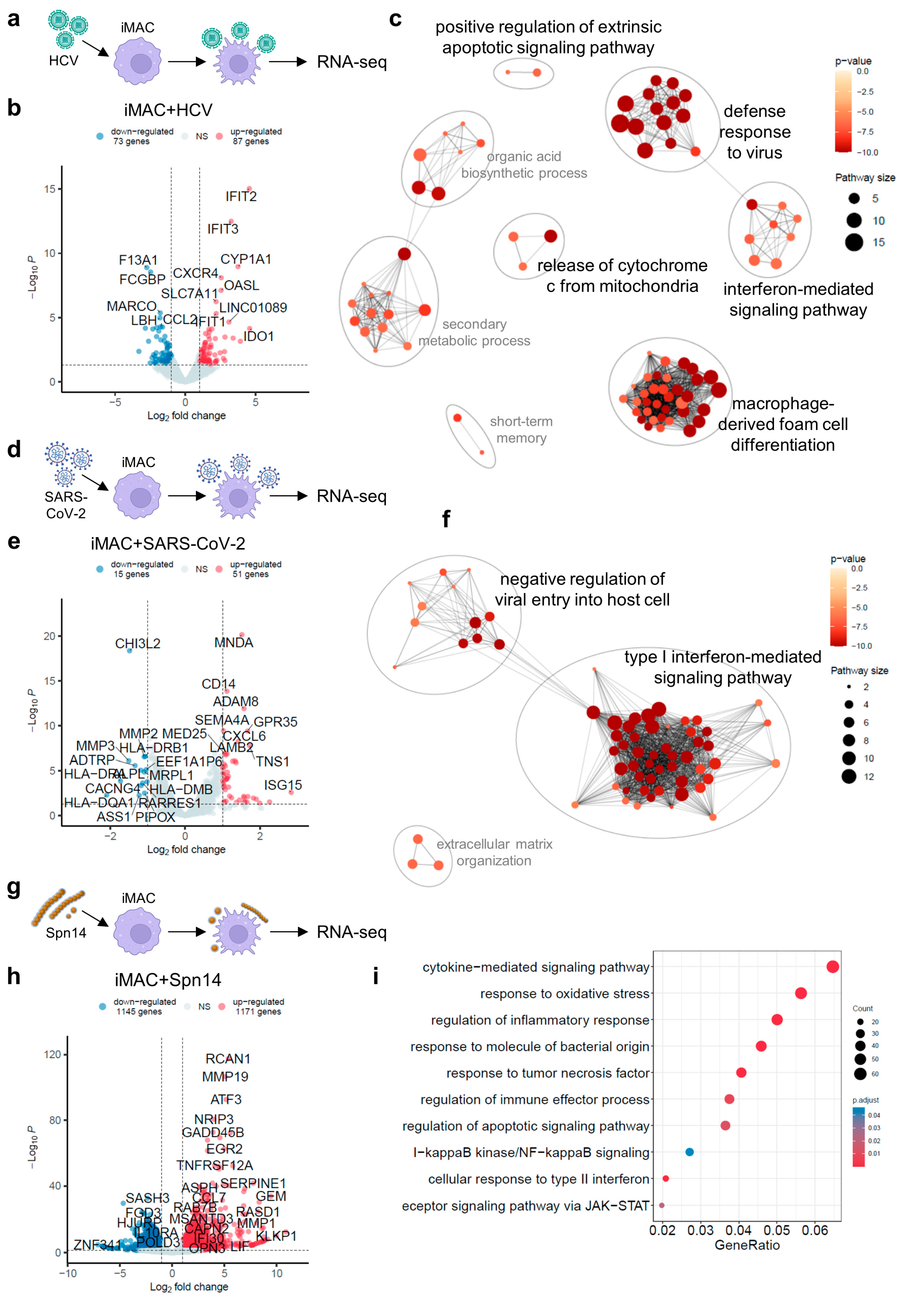 Viruses 16 00552 g002