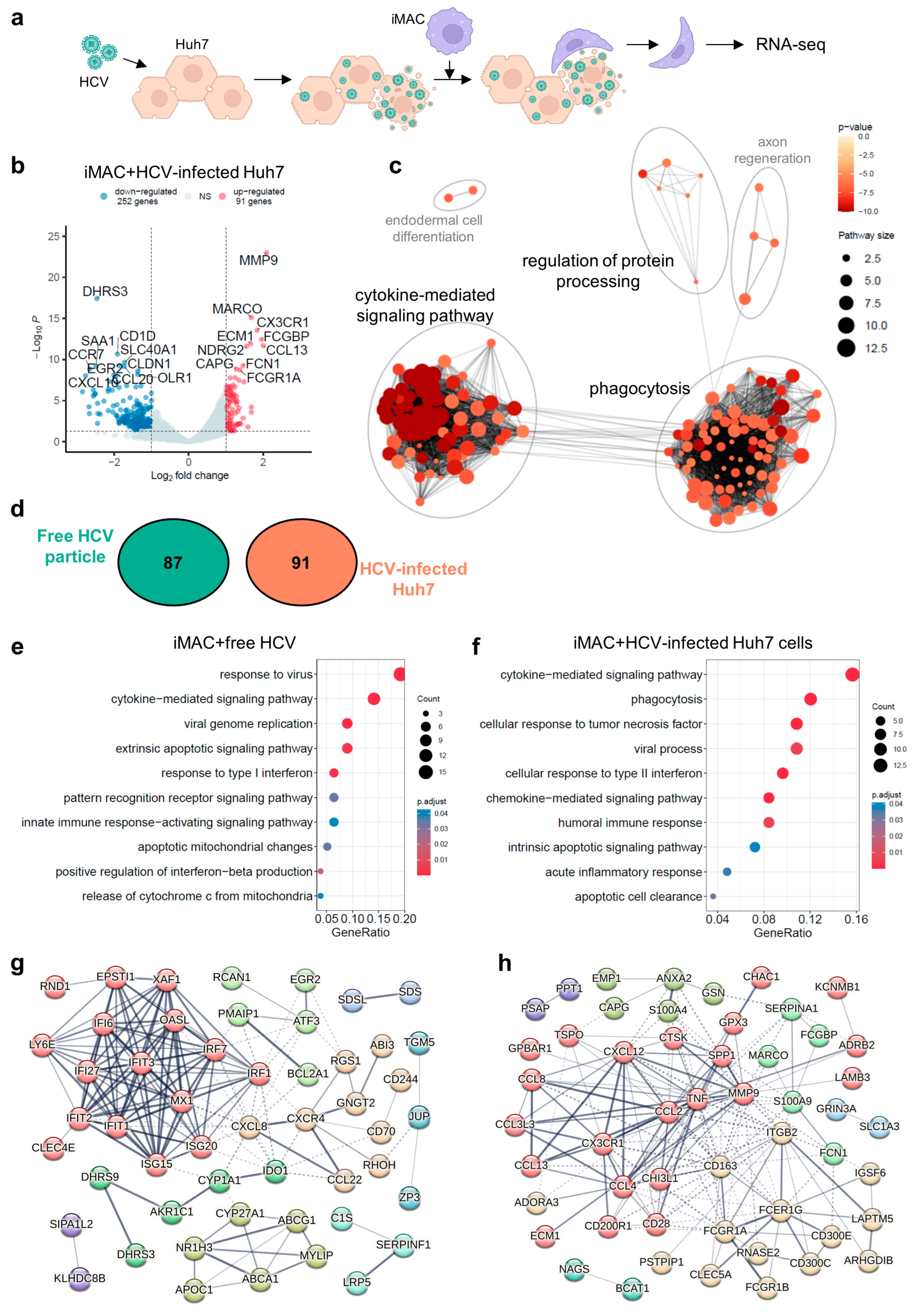 Viruses 16 00552 g004