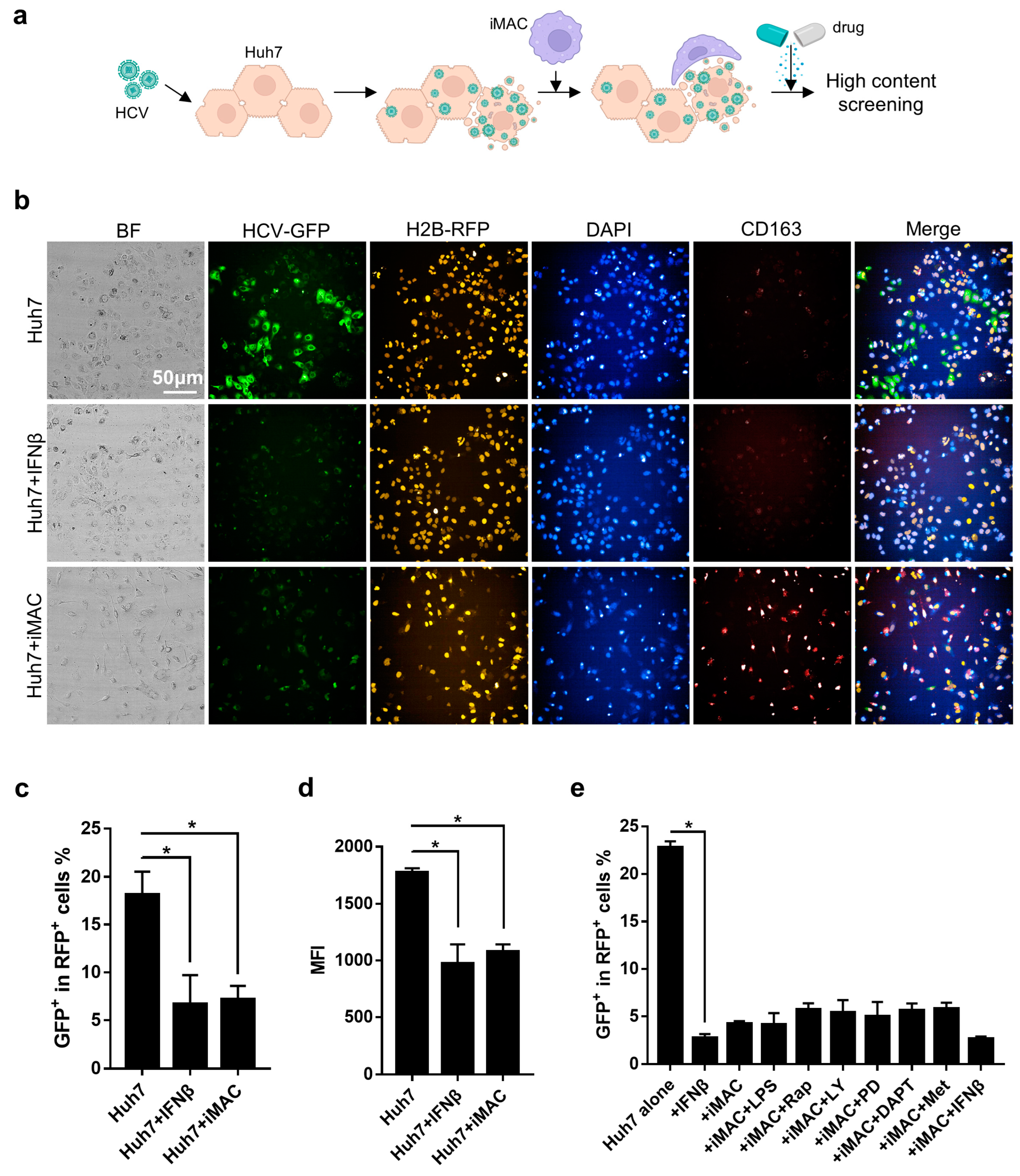 Viruses 16 00552 g006