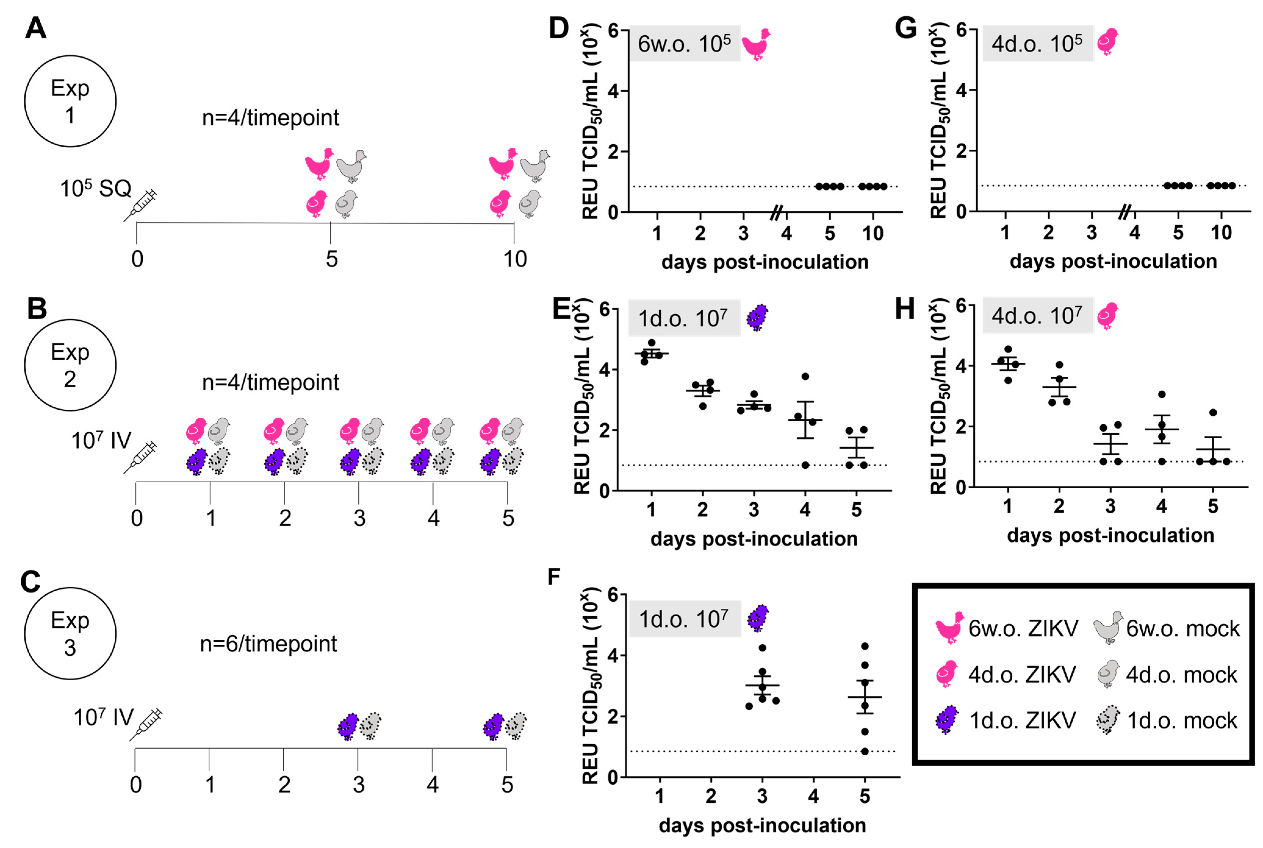 Viruses 16 00569 g001