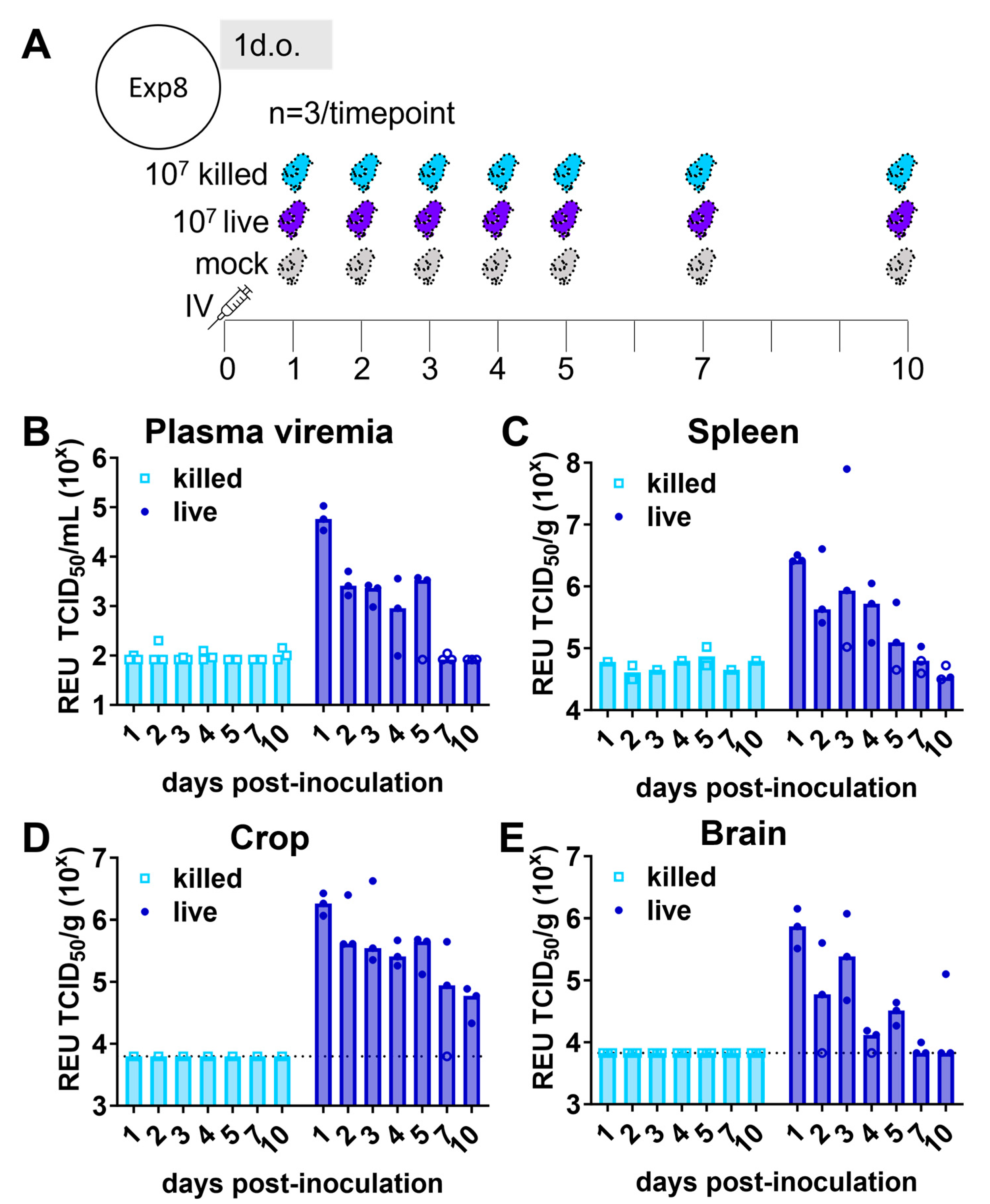 Viruses 16 00569 g004