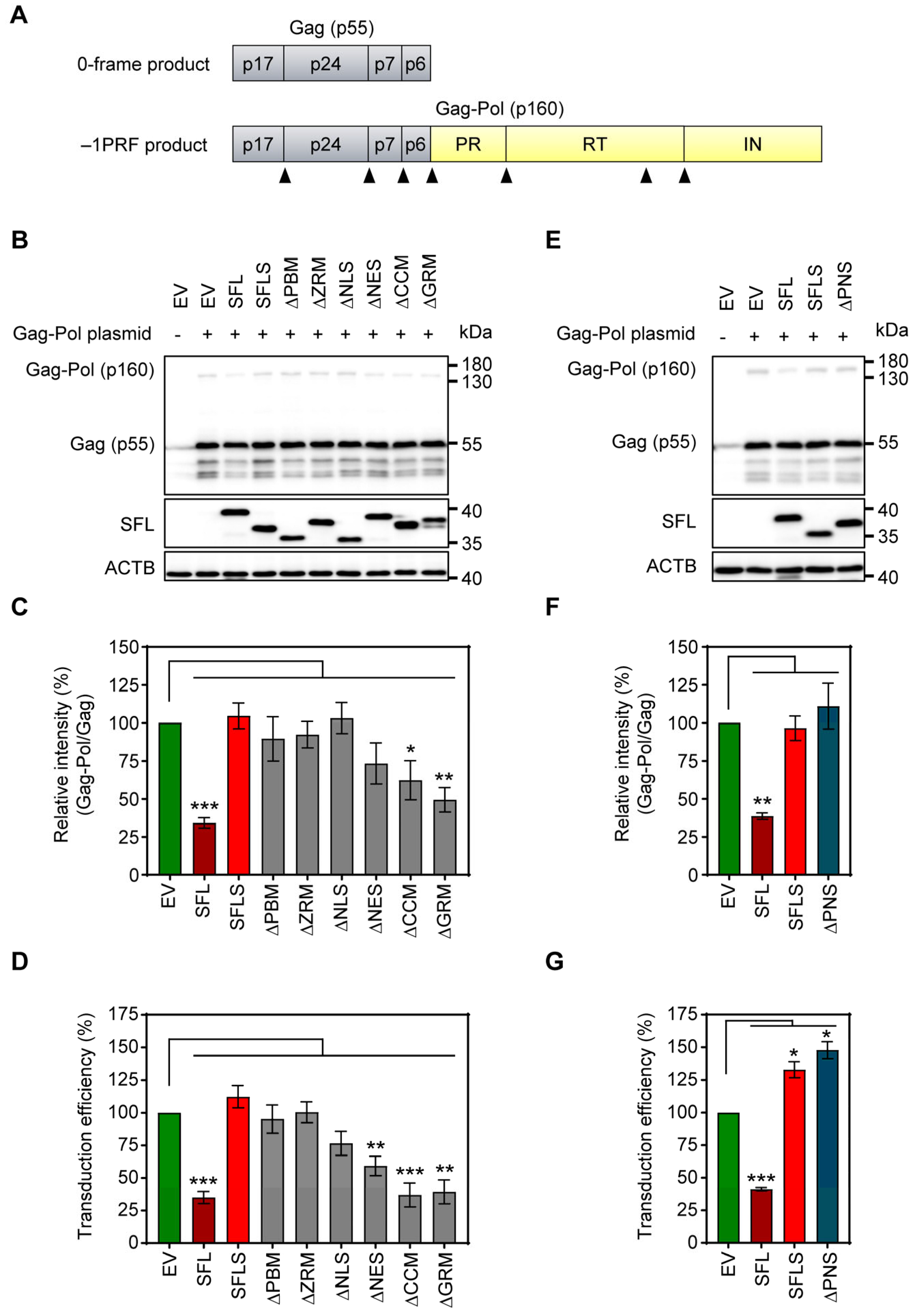 Viruses 16 00583 g002