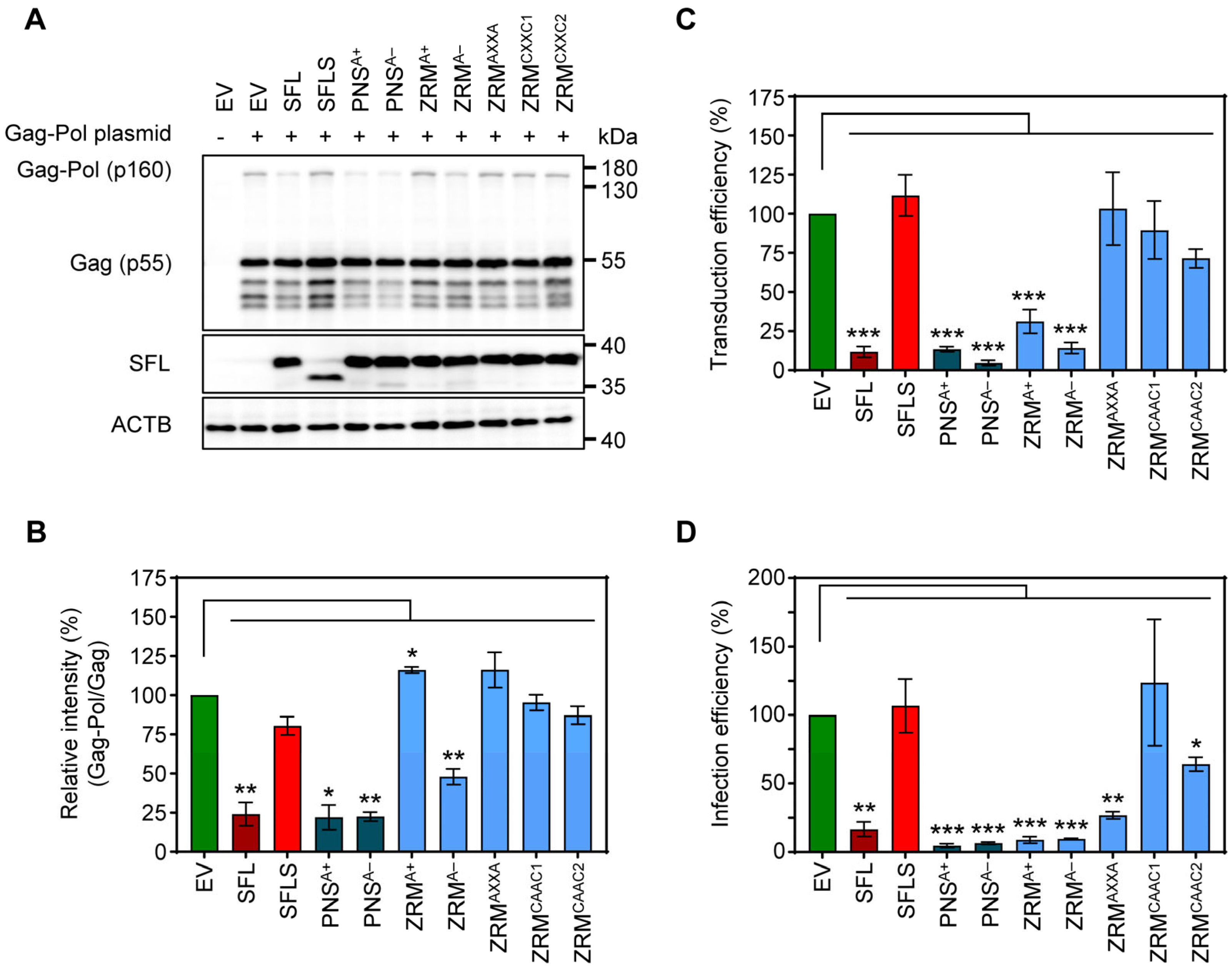 Viruses 16 00583 g005