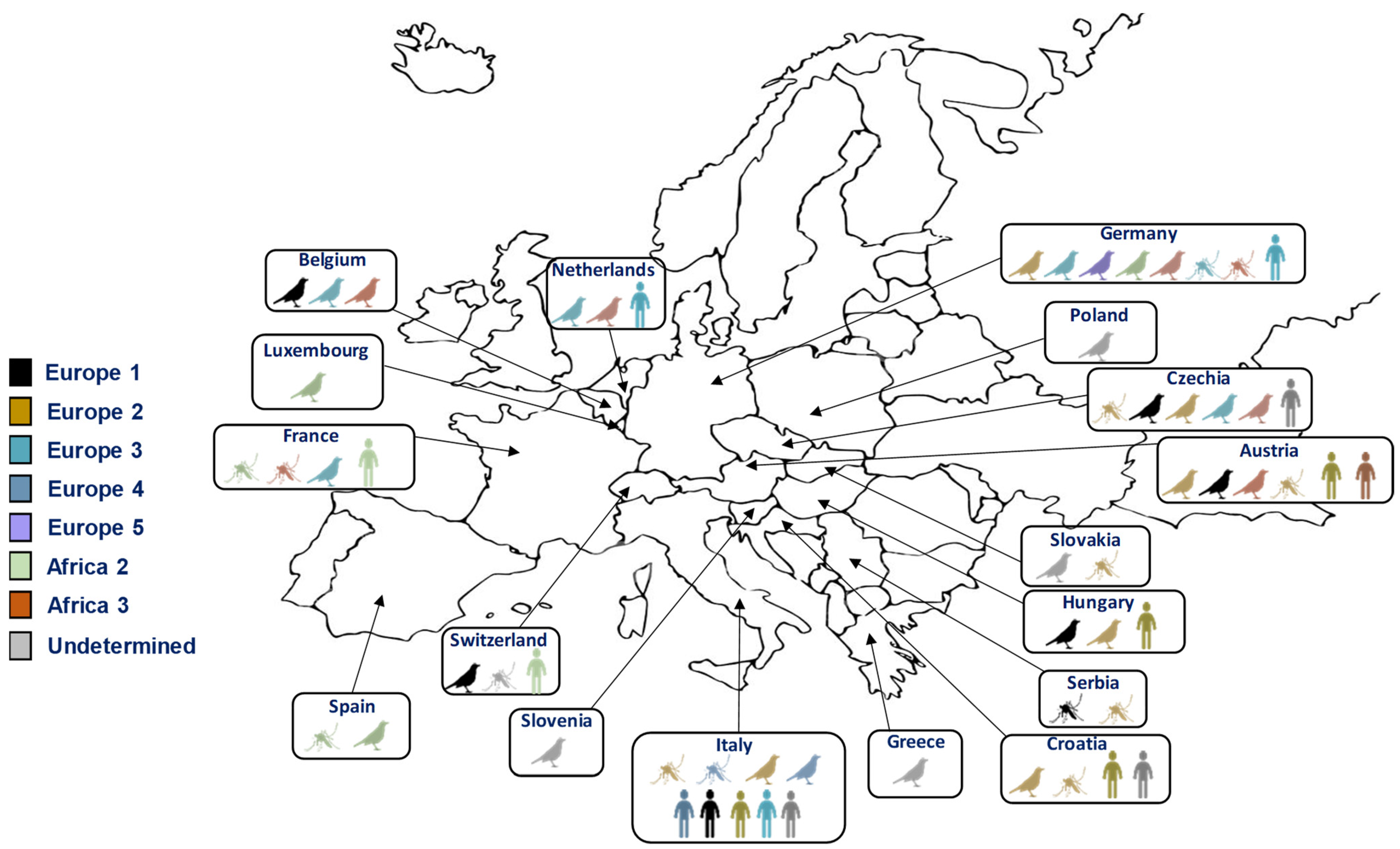 Viruses 16 00599 g003