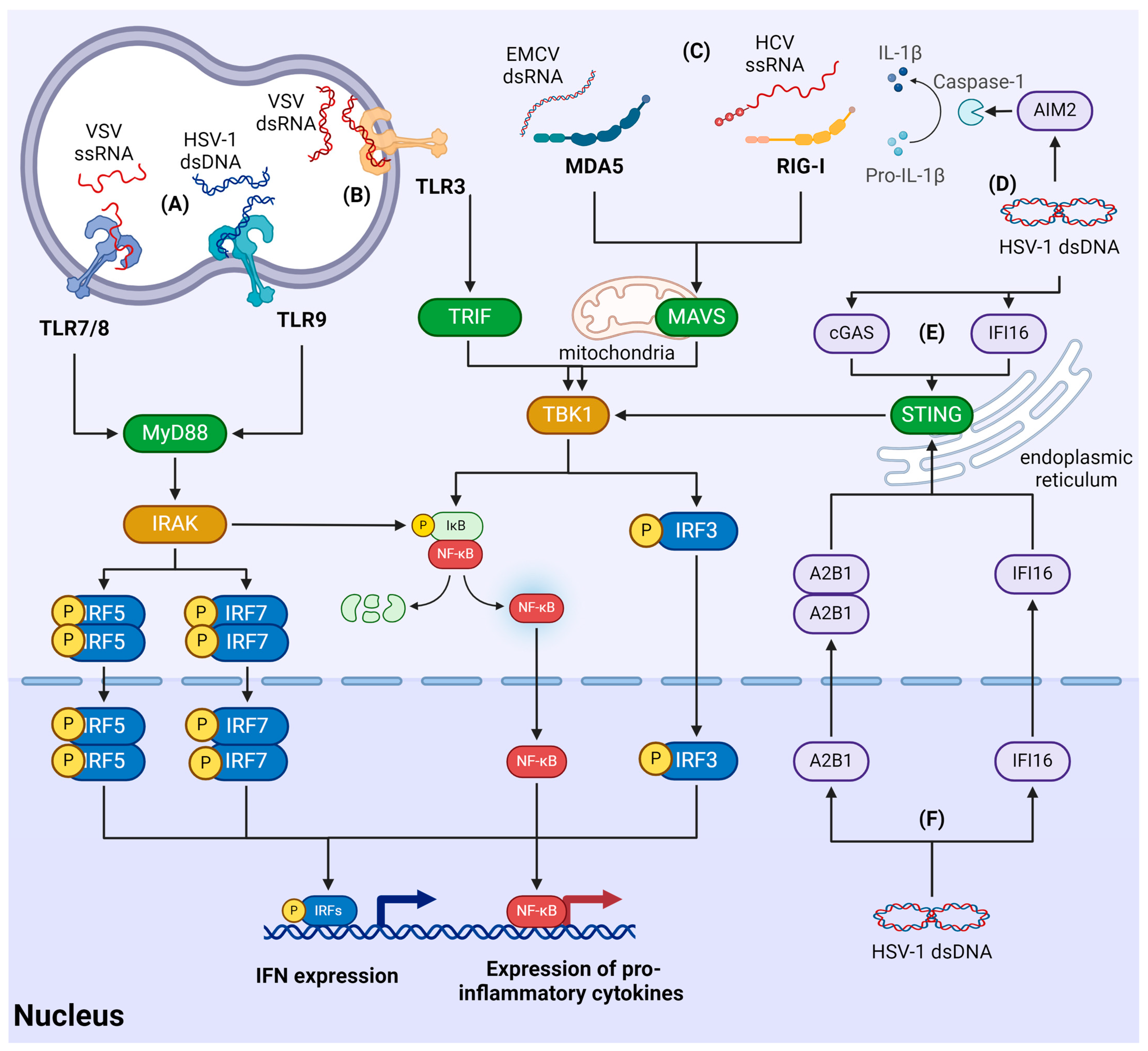 Viruses 16 00601 g003