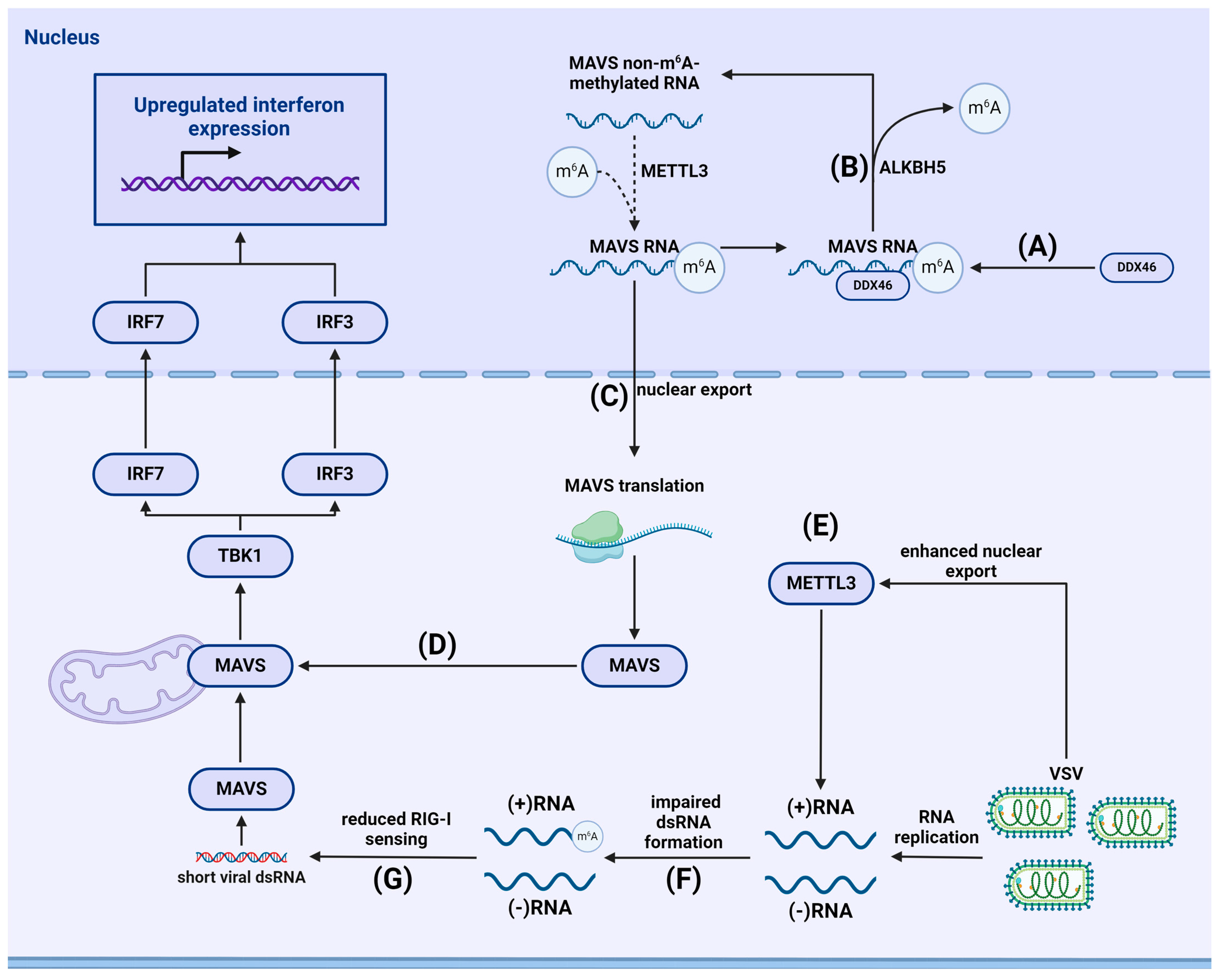 Viruses 16 00601 g006