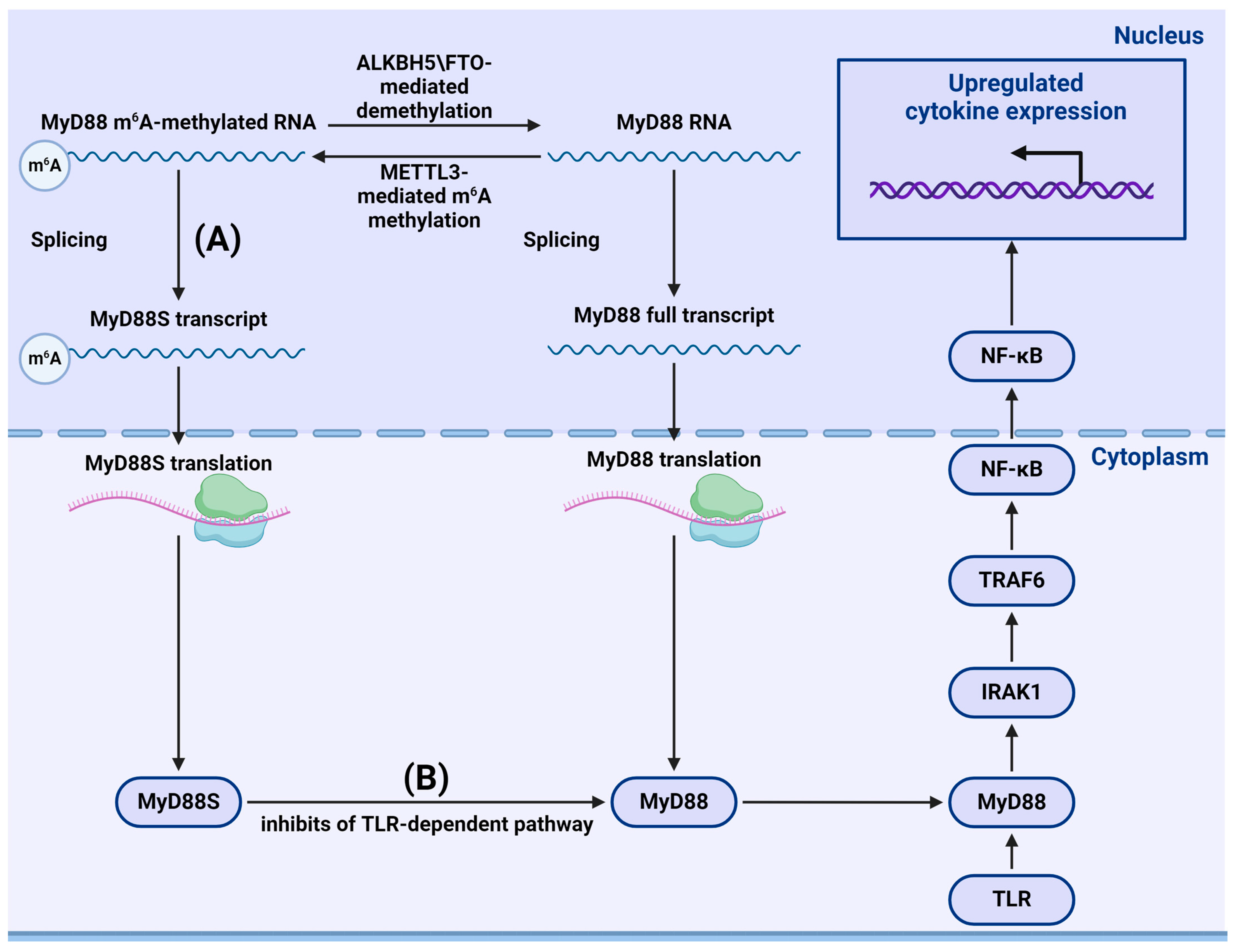 Viruses 16 00601 g007