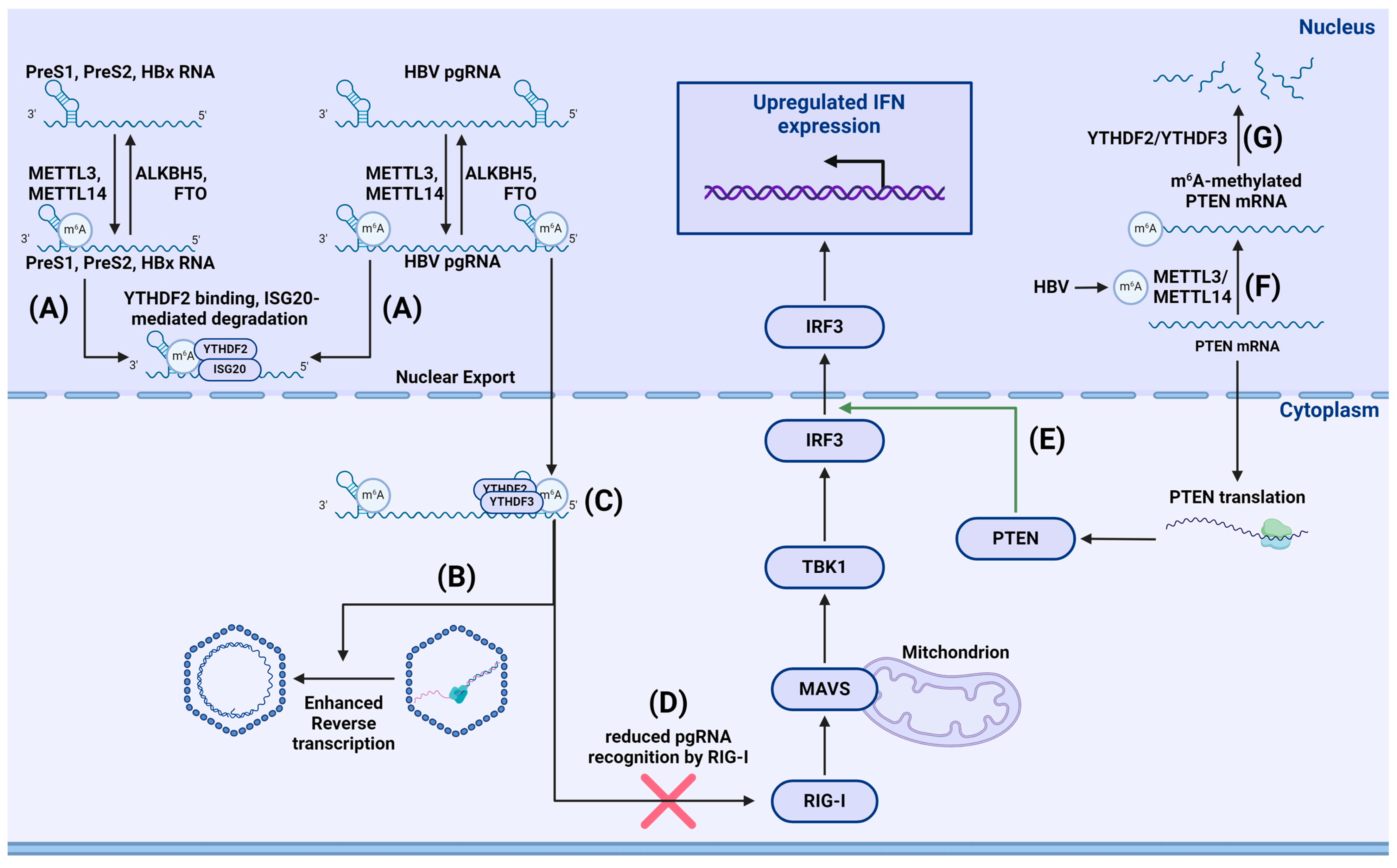 Viruses 16 00601 g008