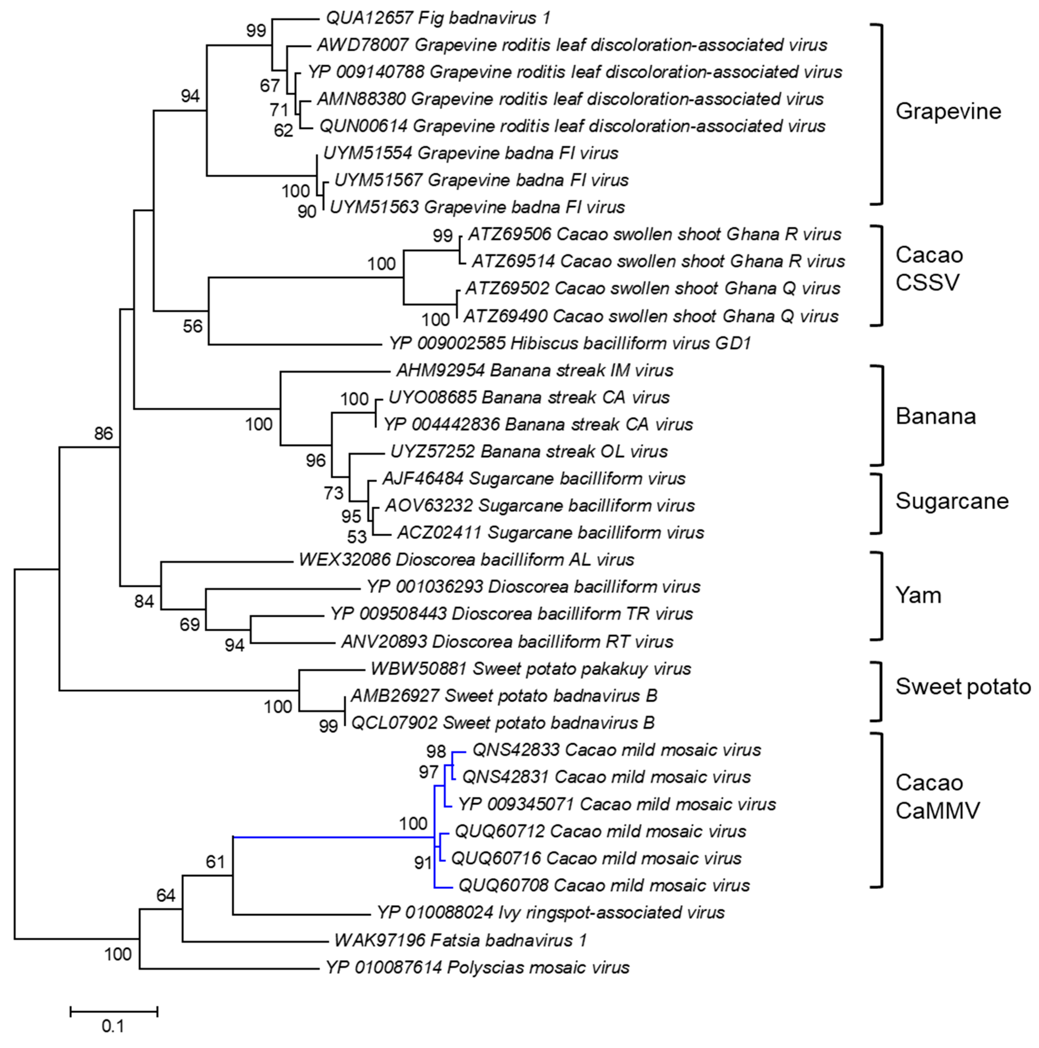 Viruses 16 00603 g003 Viruses 16 00603 g003