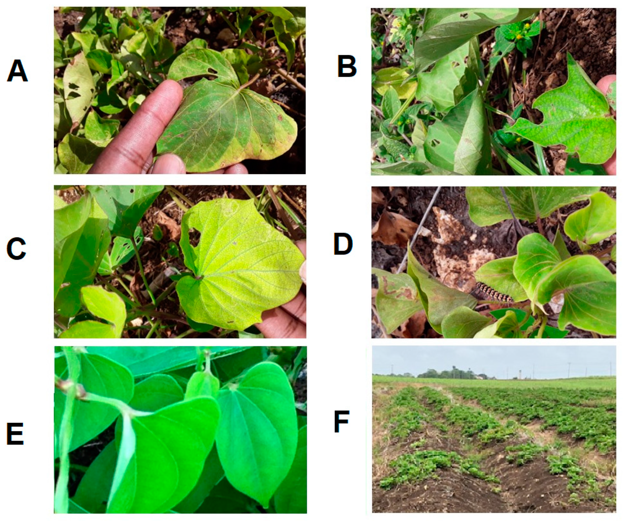 Viruses 16 00603 g005 Viruses 16 00603 g005