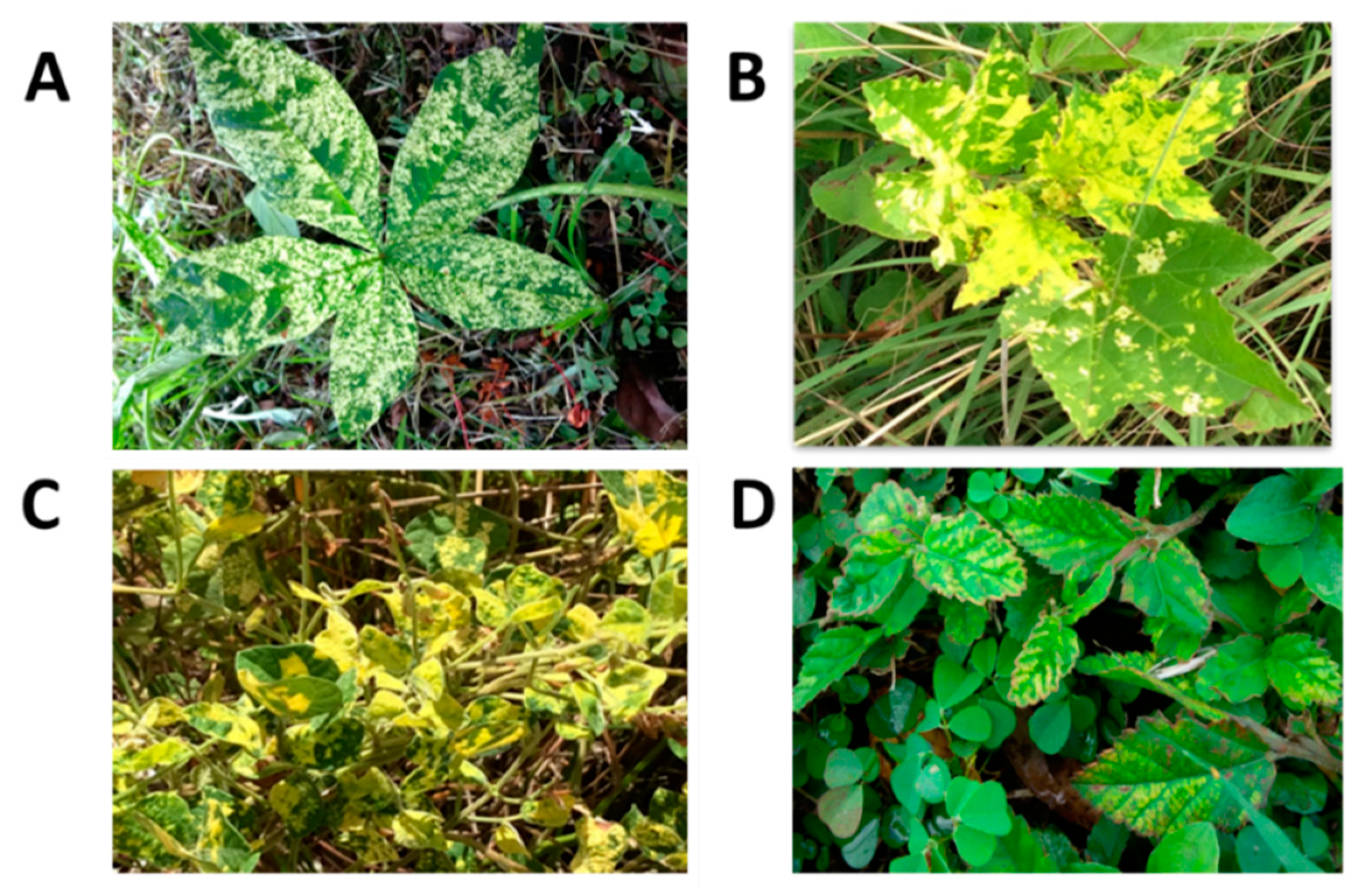 Viruses 16 00603 g007 Viruses 16 00603 g007