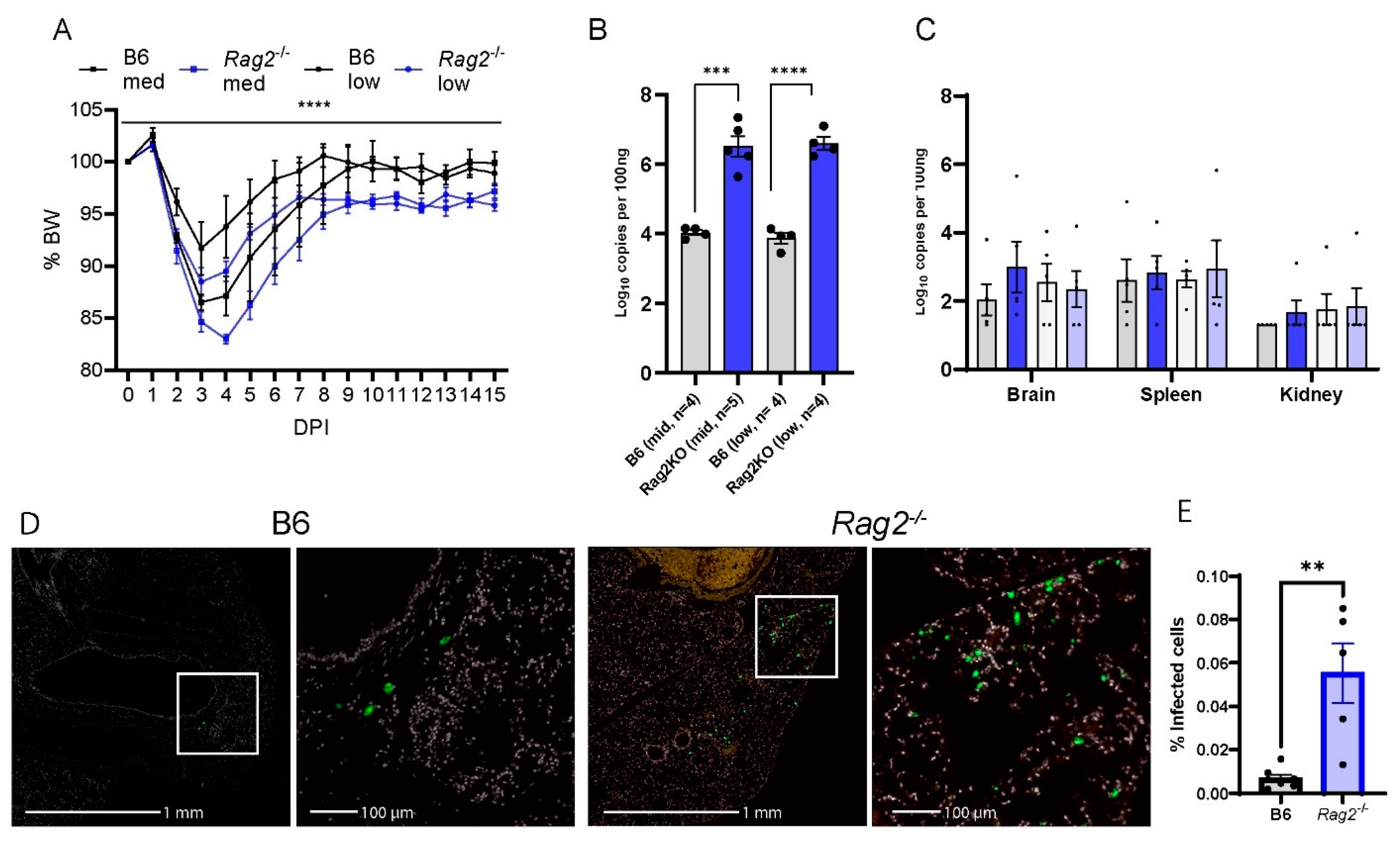 Viruses 16 00611 g003