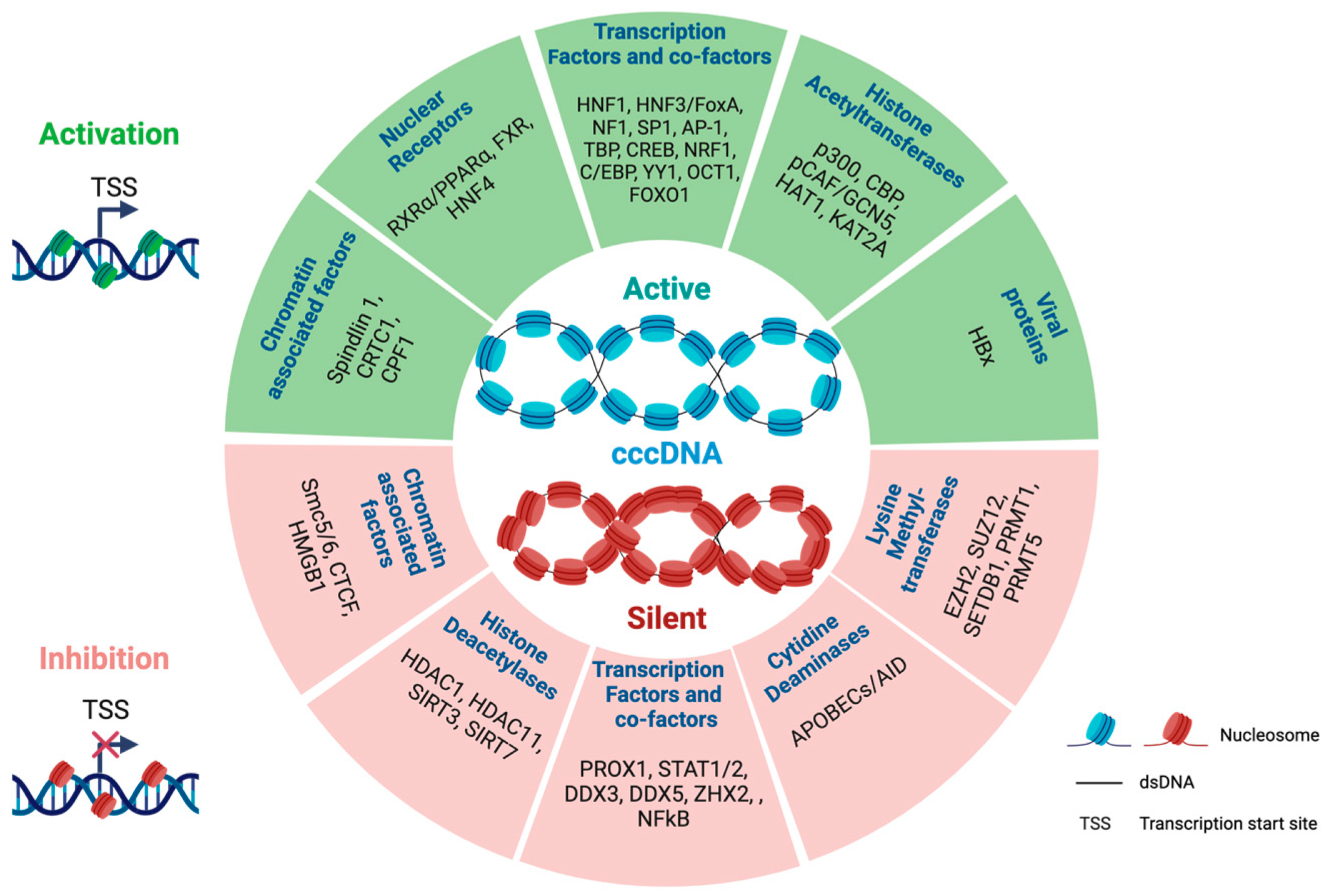 Viruses 16 00615 g001