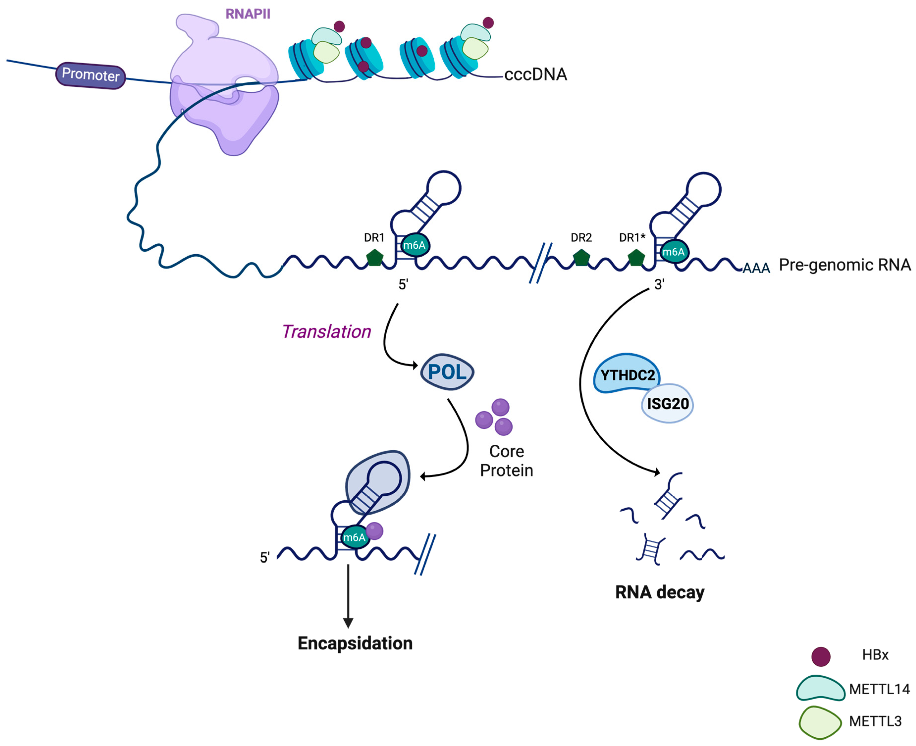 Viruses 16 00615 g002