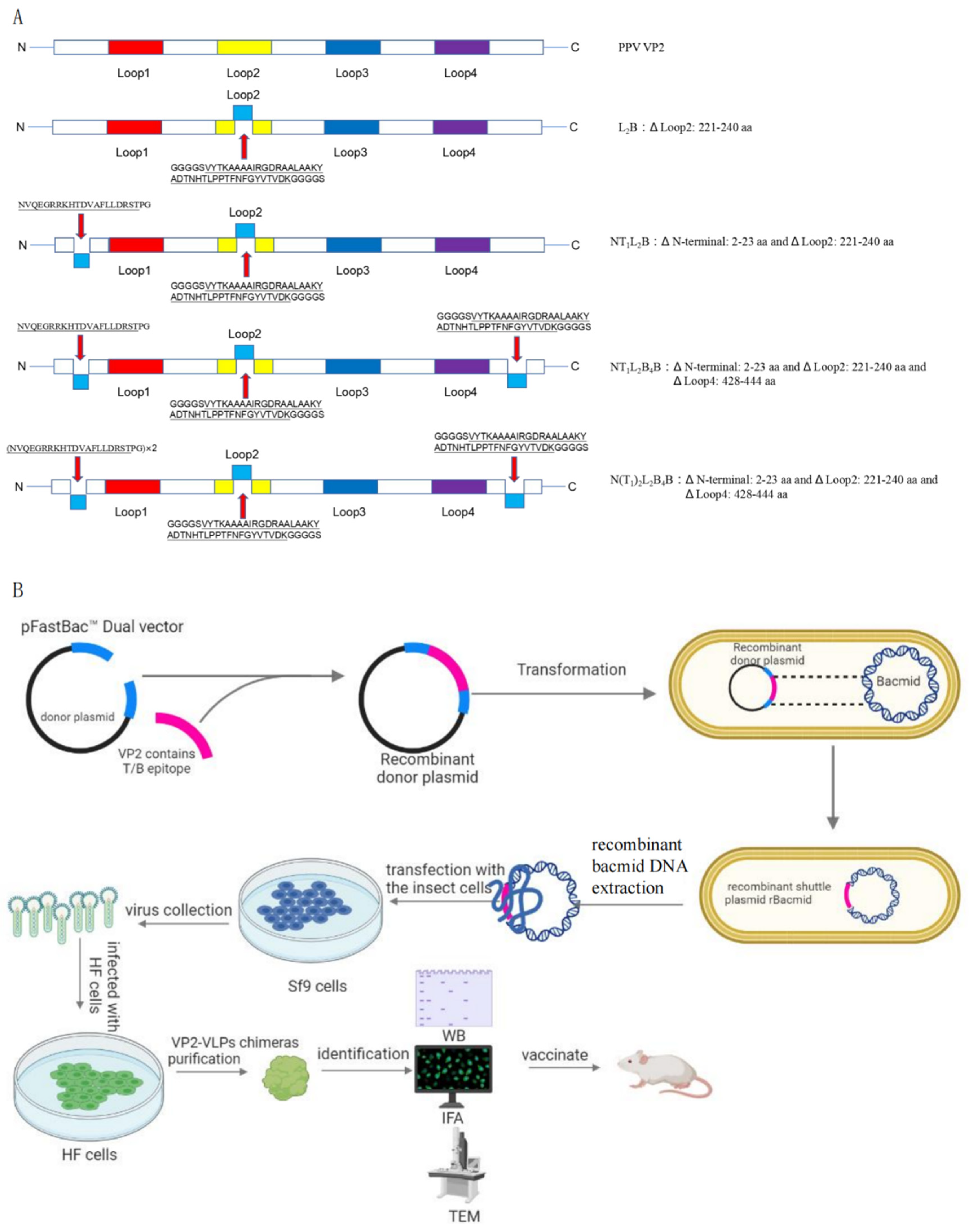 Viruses 16 00621 g001 Viruses 16 00621 g001