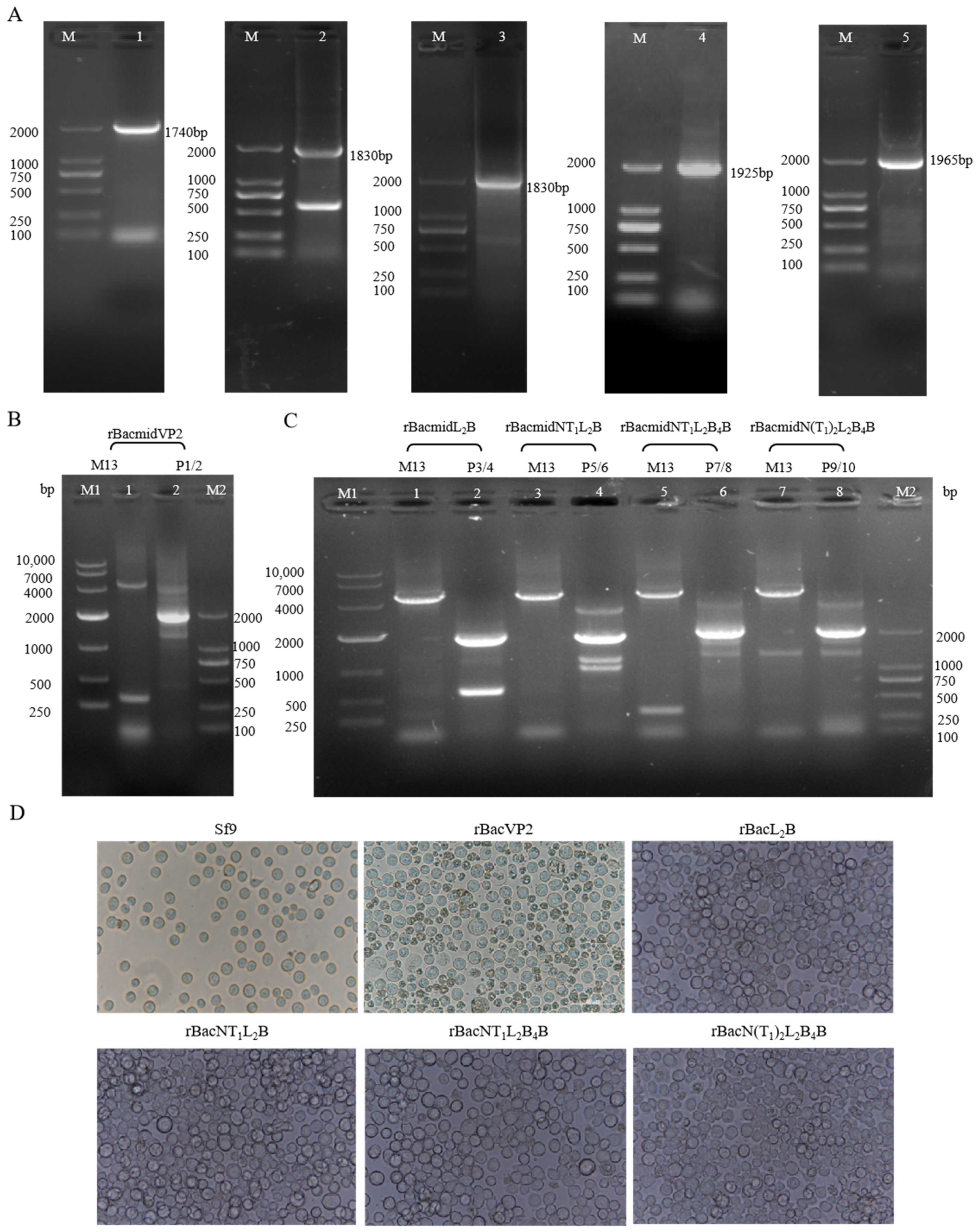 Viruses 16 00621 g002 Viruses 16 00621 g002