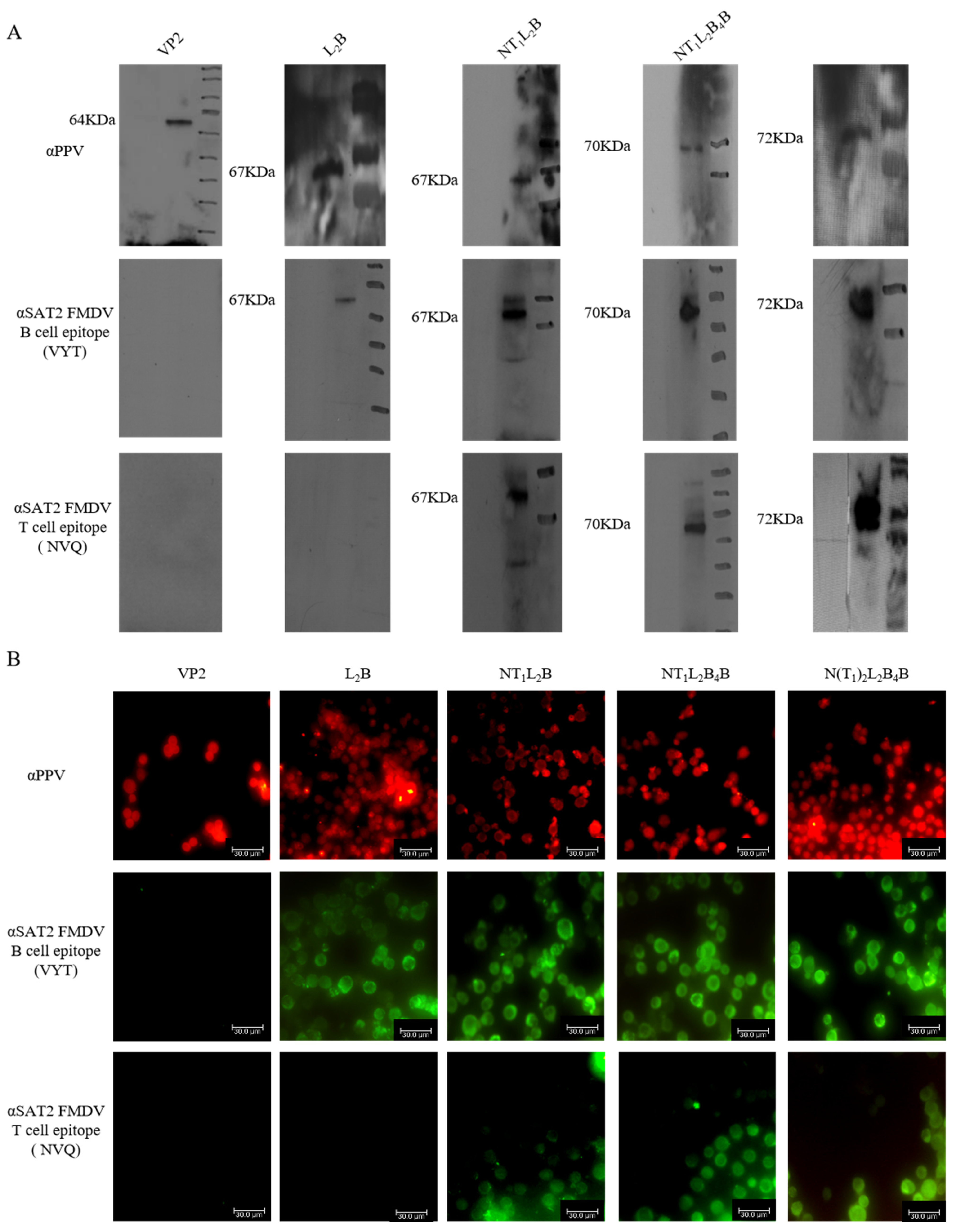 Viruses 16 00621 g003 Viruses 16 00621 g003