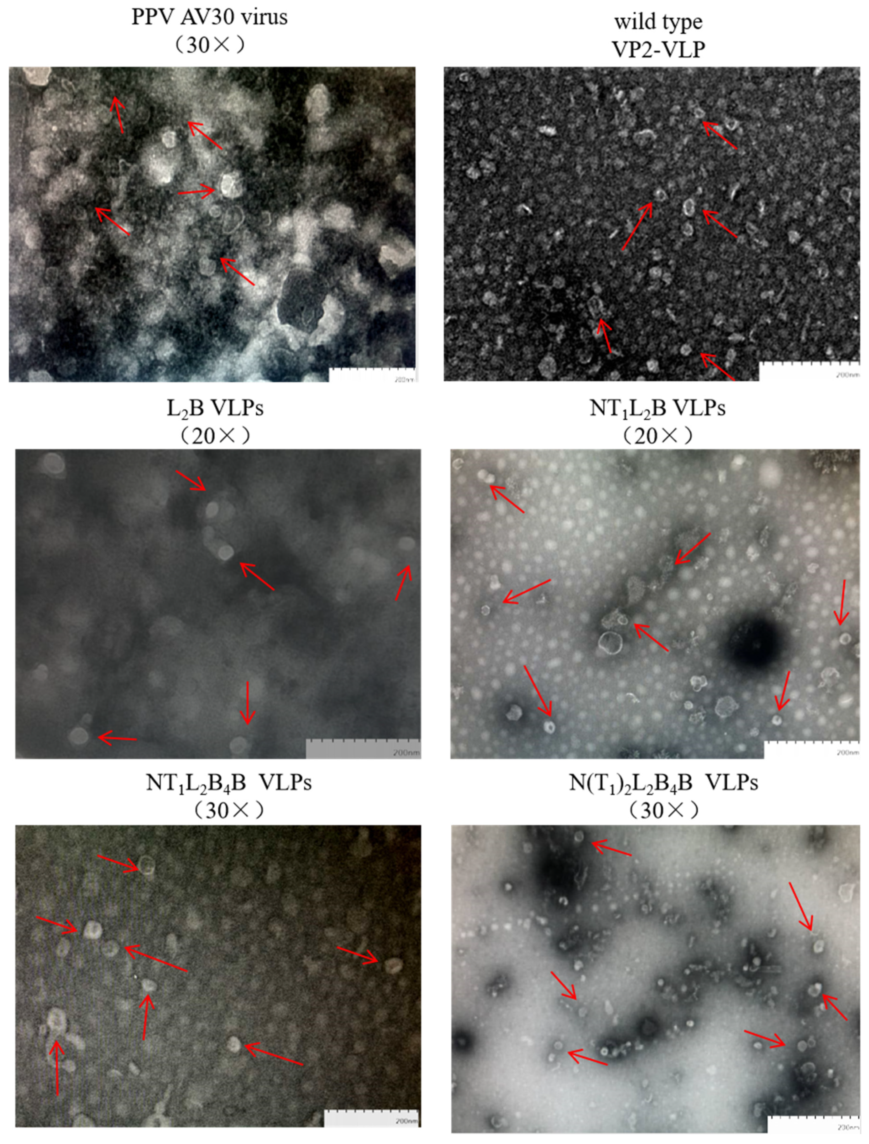 Viruses 16 00621 g004 Viruses 16 00621 g004