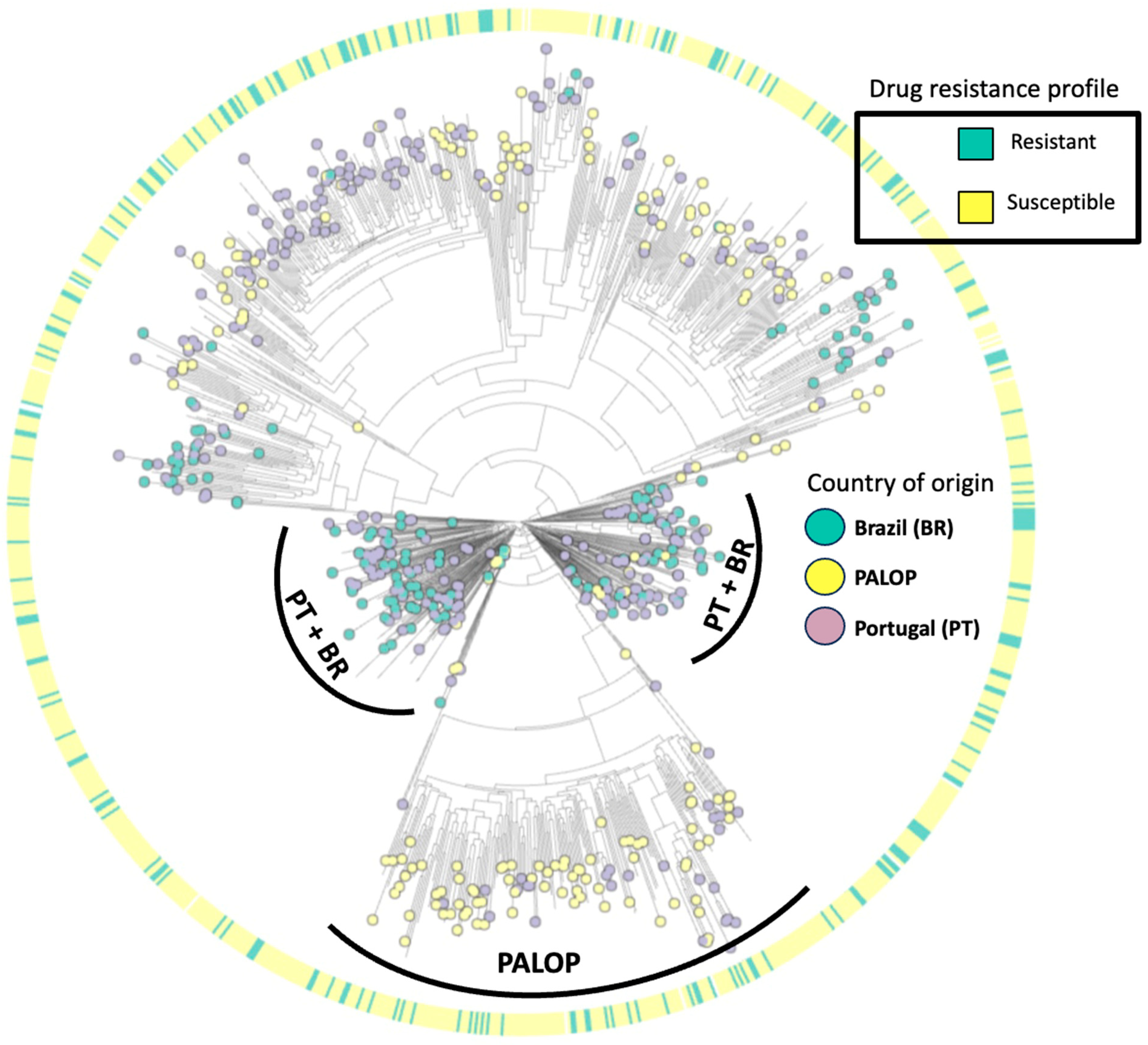 Viruses 16 00622 g004