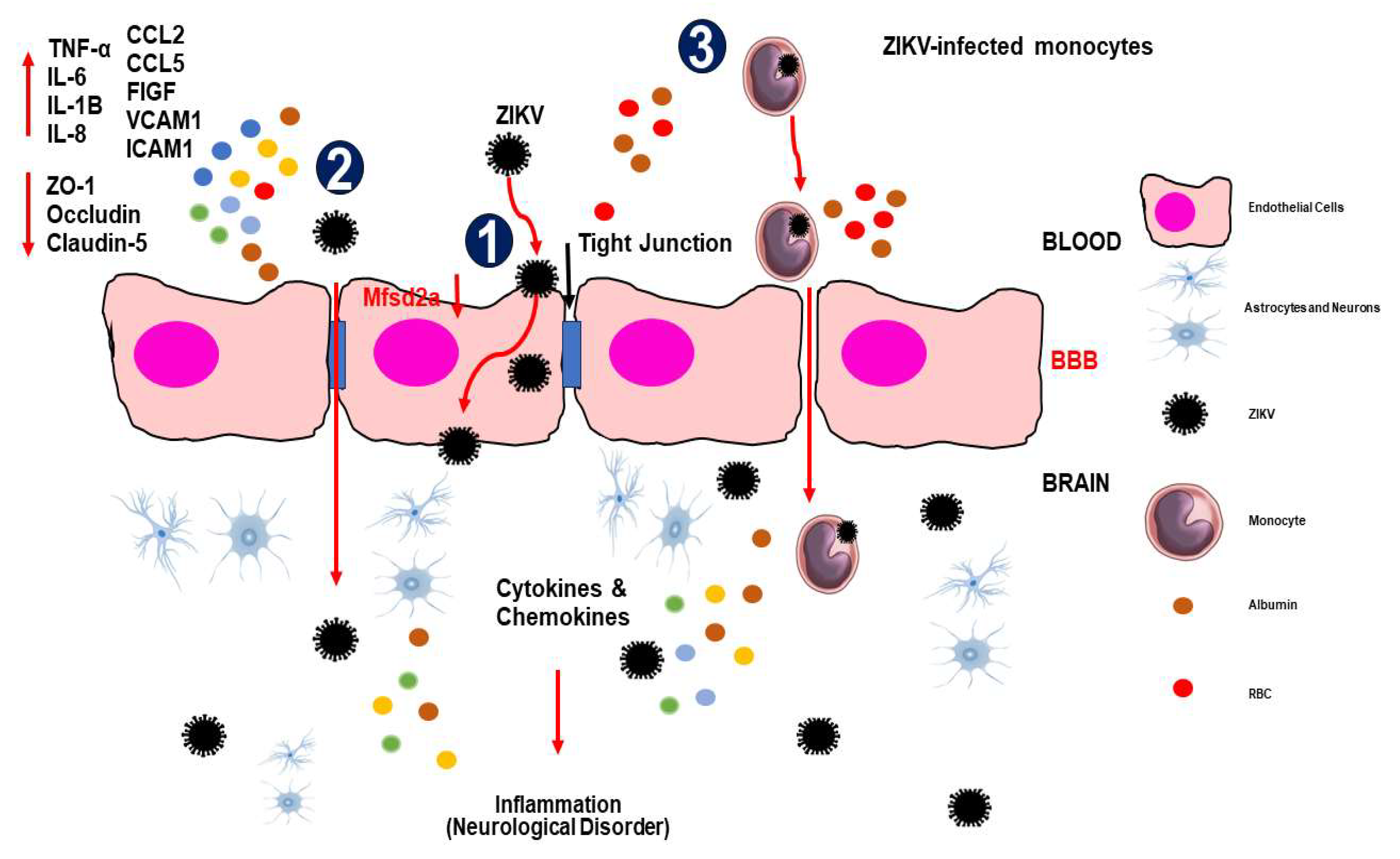 Viruses 16 00629 g001 Viruses 16 00629 g001