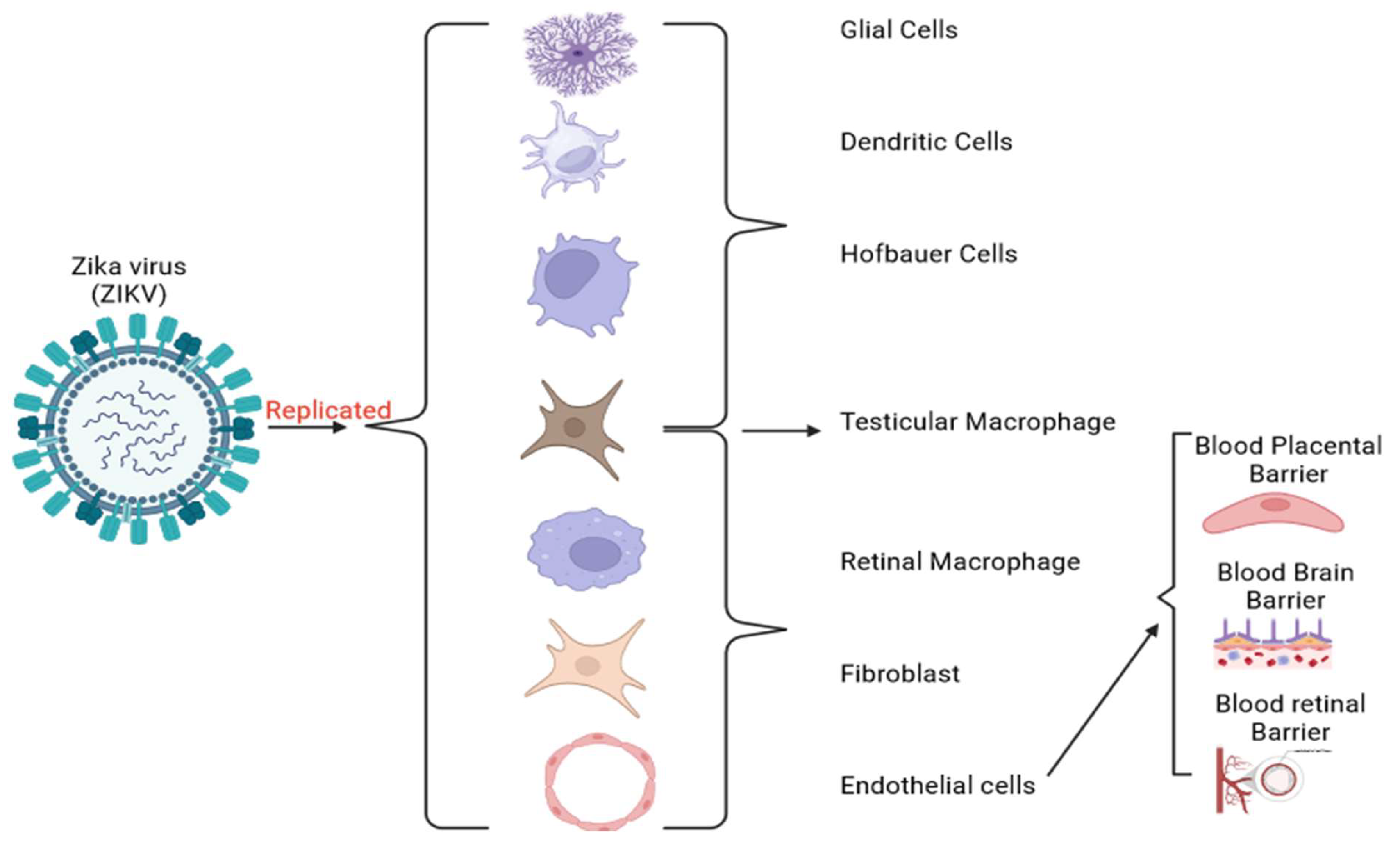 Viruses 16 00629 g002 Viruses 16 00629 g002