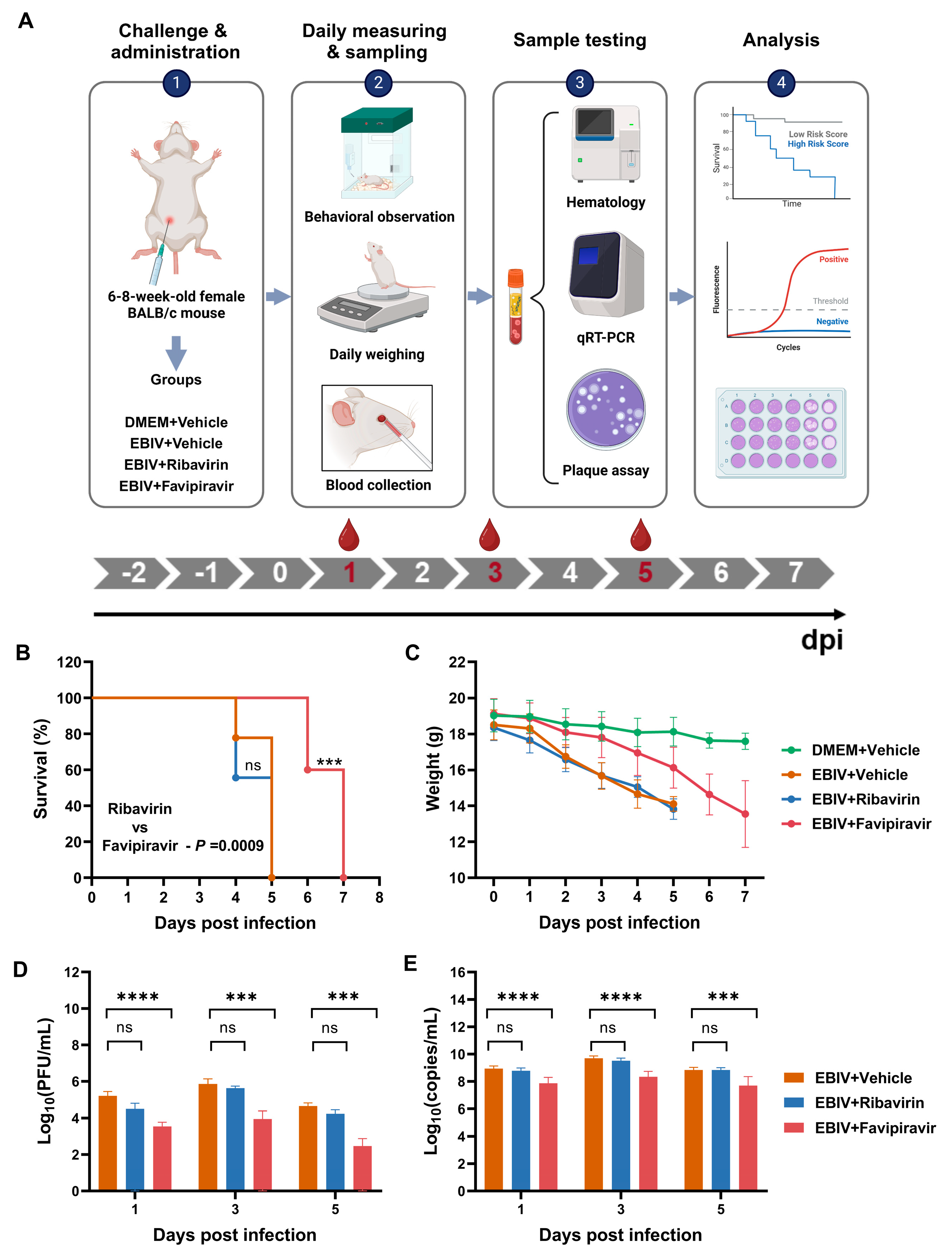 Viruses 16 00631 g001