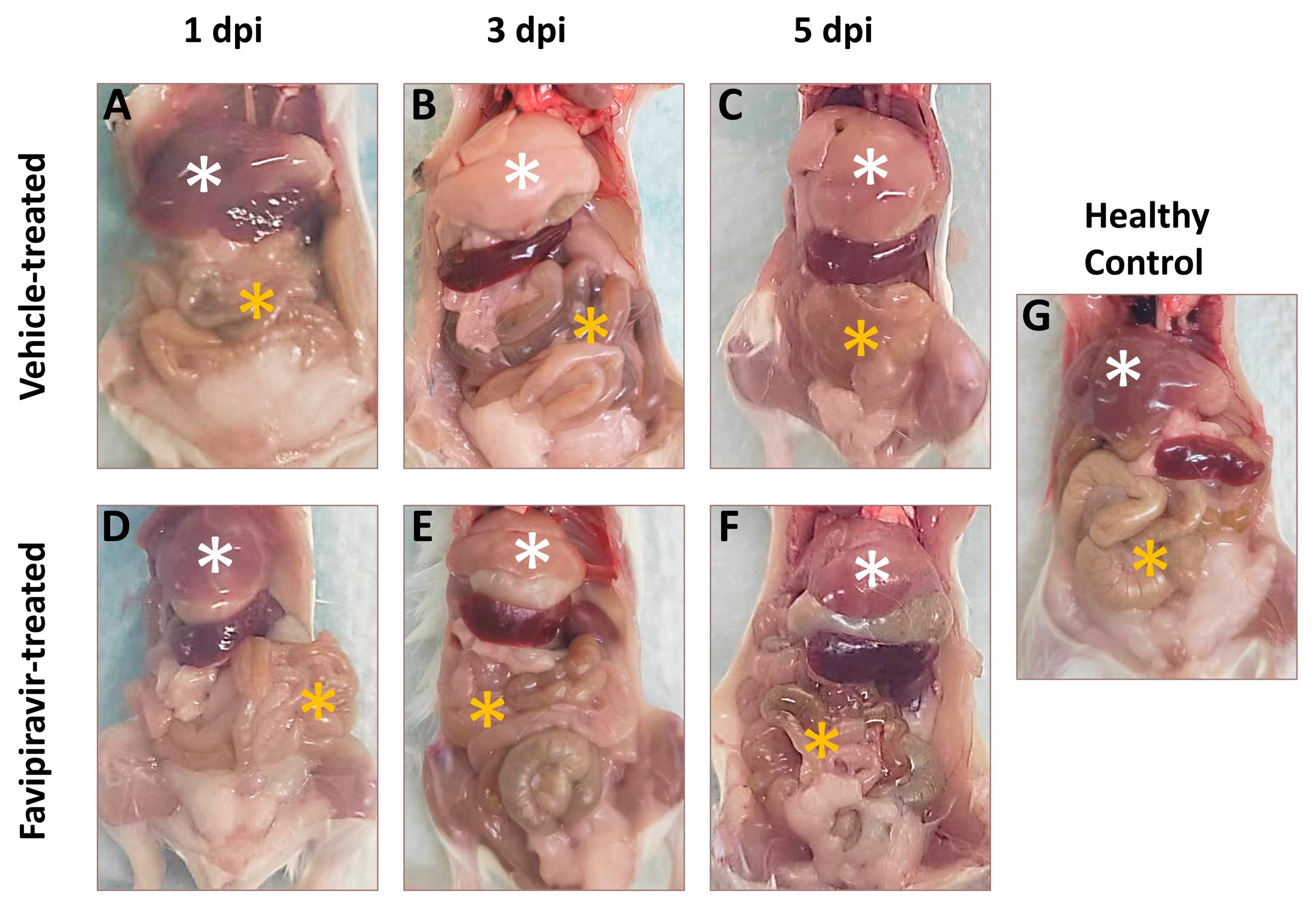 Viruses 16 00631 g003