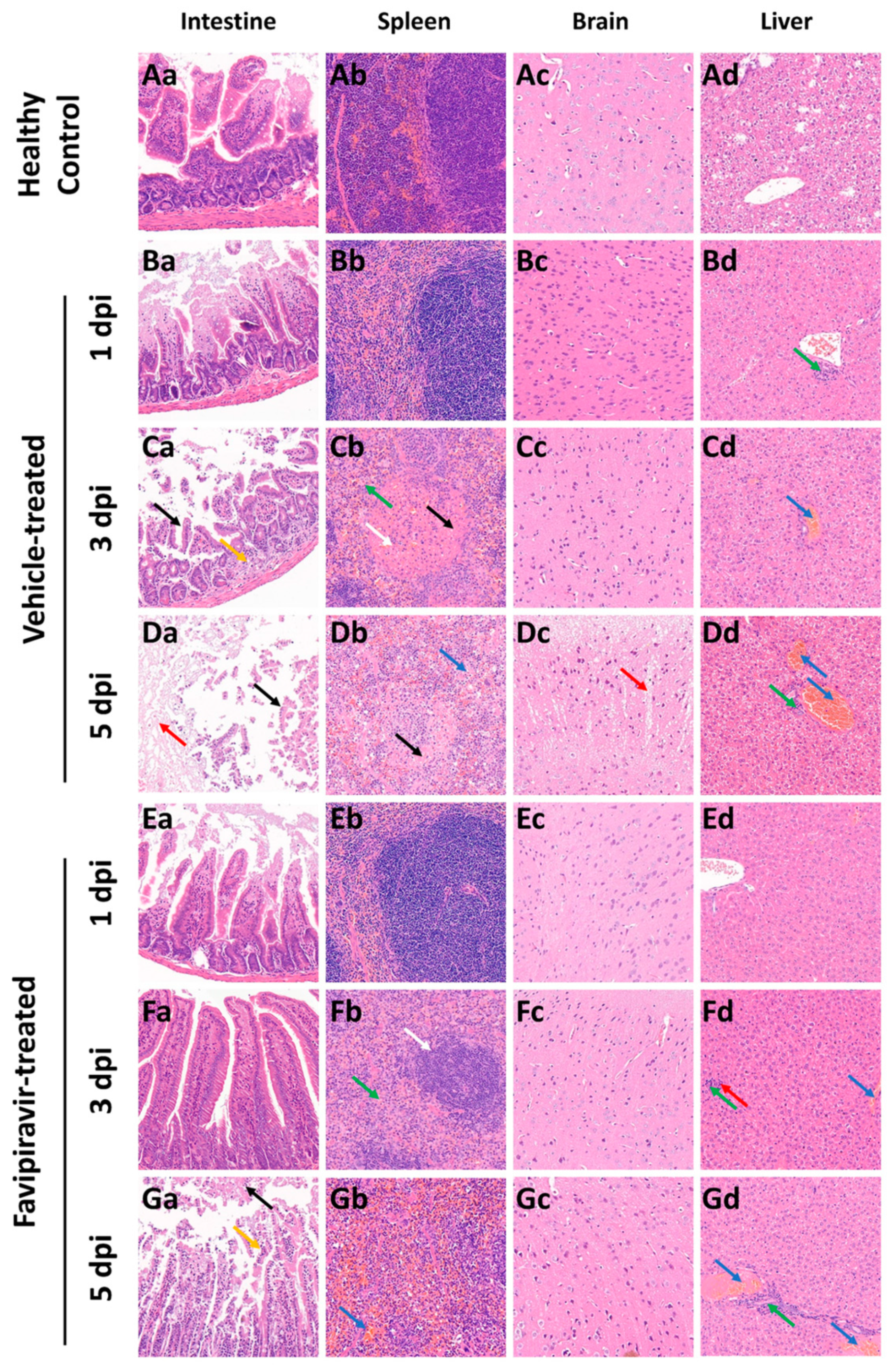 Viruses 16 00631 g004
