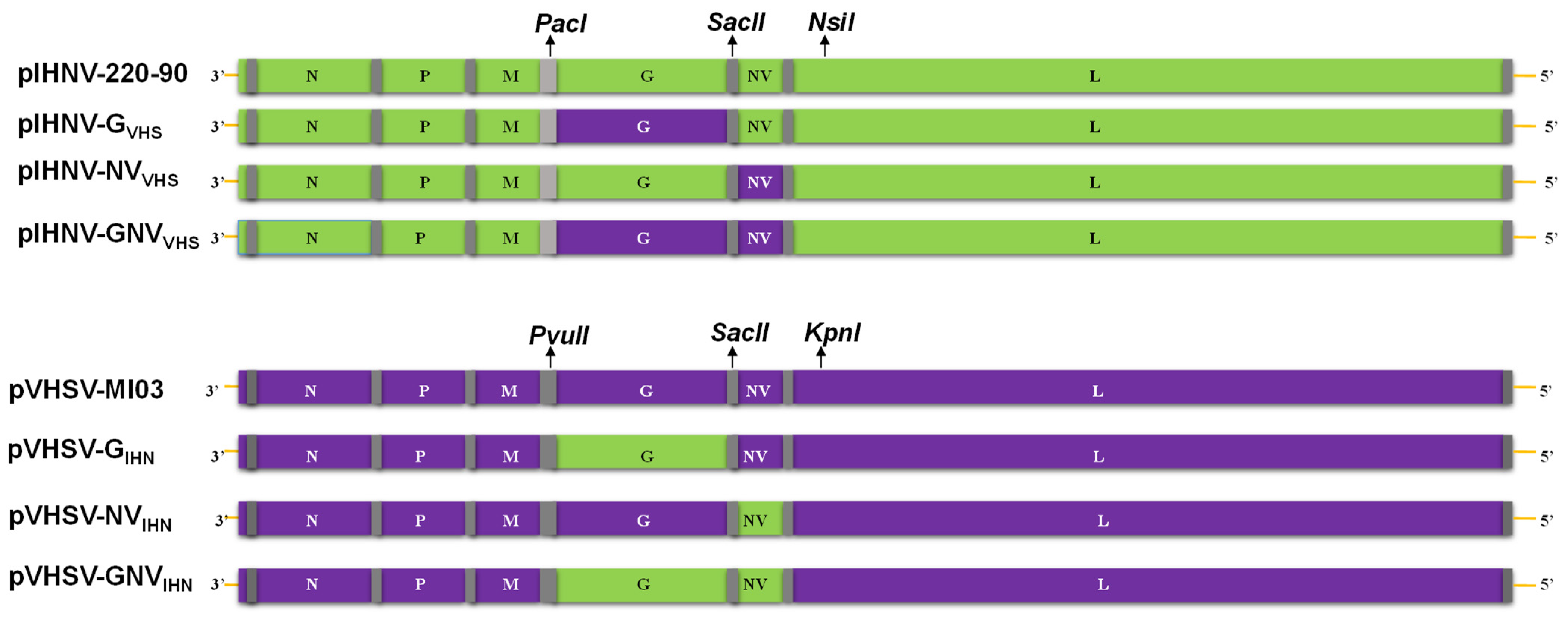 Viruses 16 00652 g001