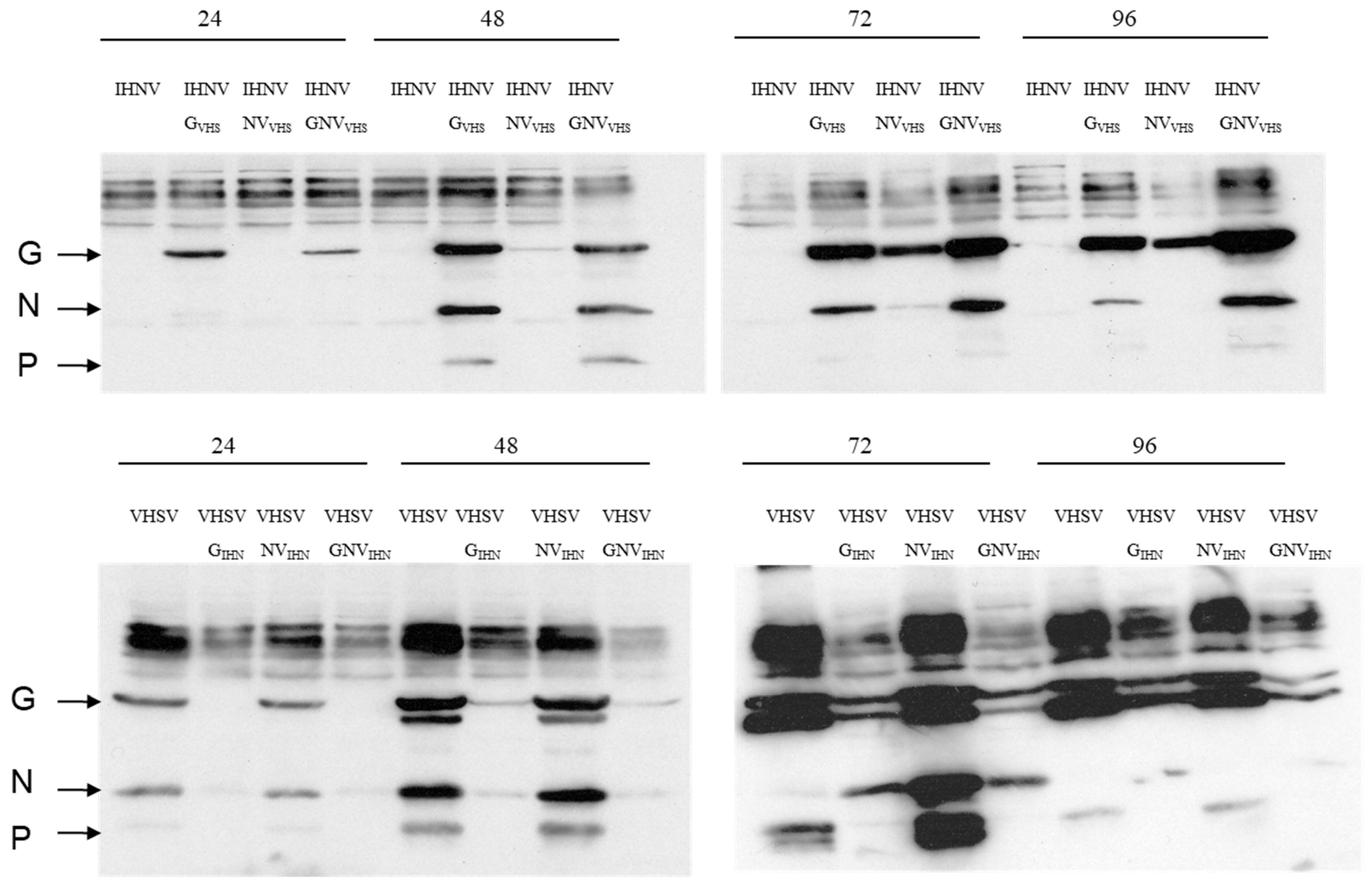Viruses 16 00652 g002