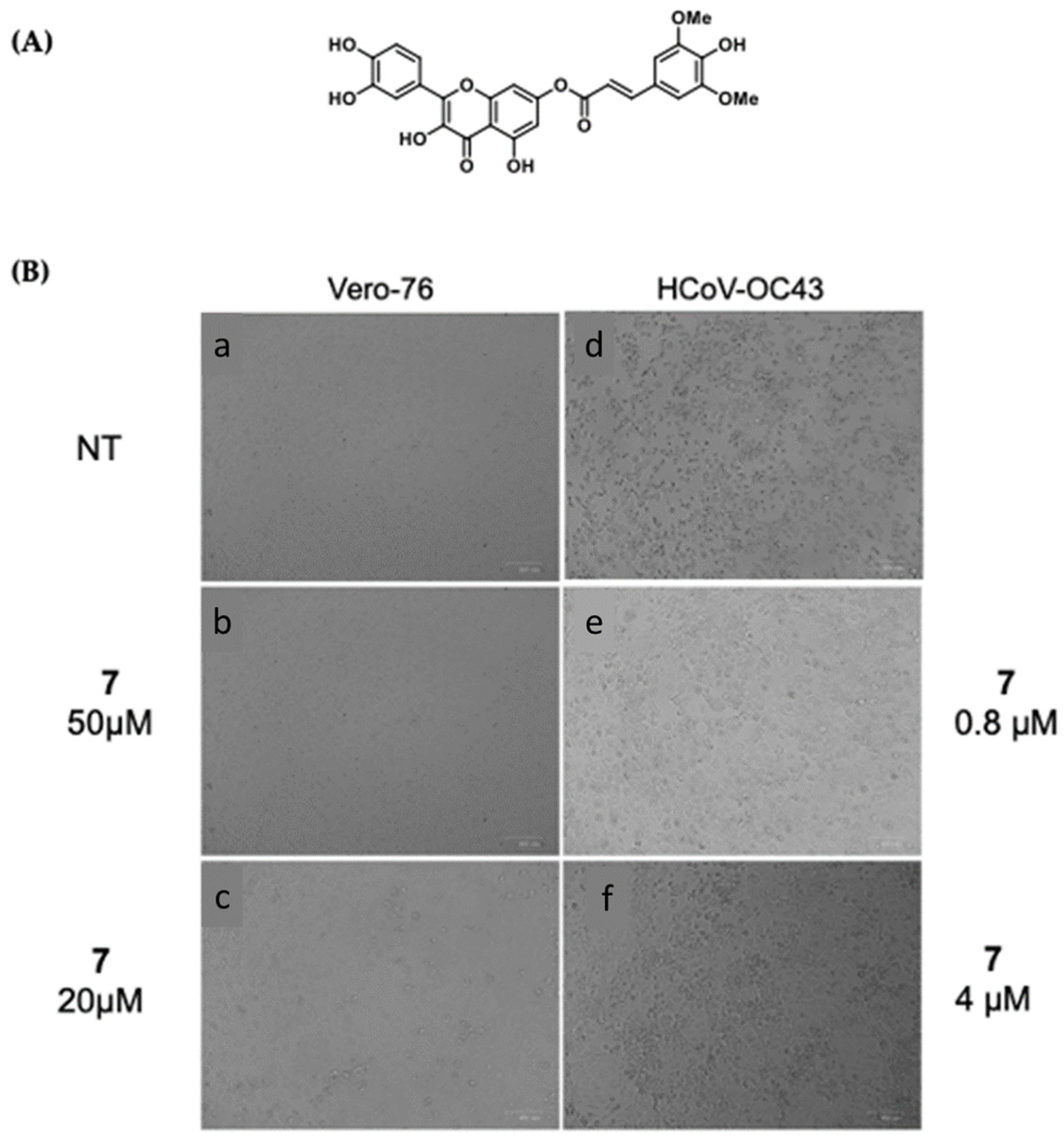 Viruses 16 00665 g003