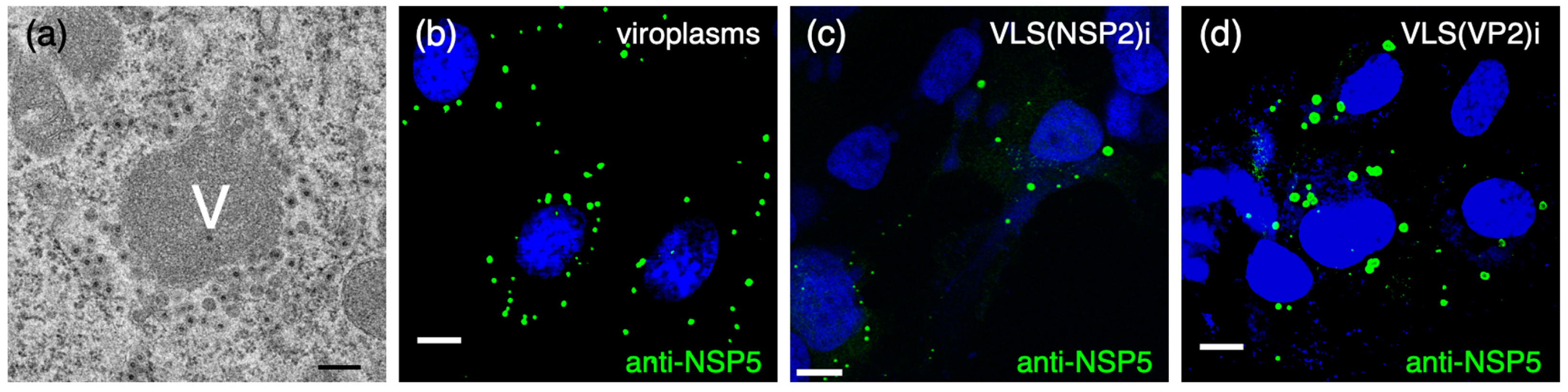 Viruses 16 00668 g001 Viruses 16 00668 g001