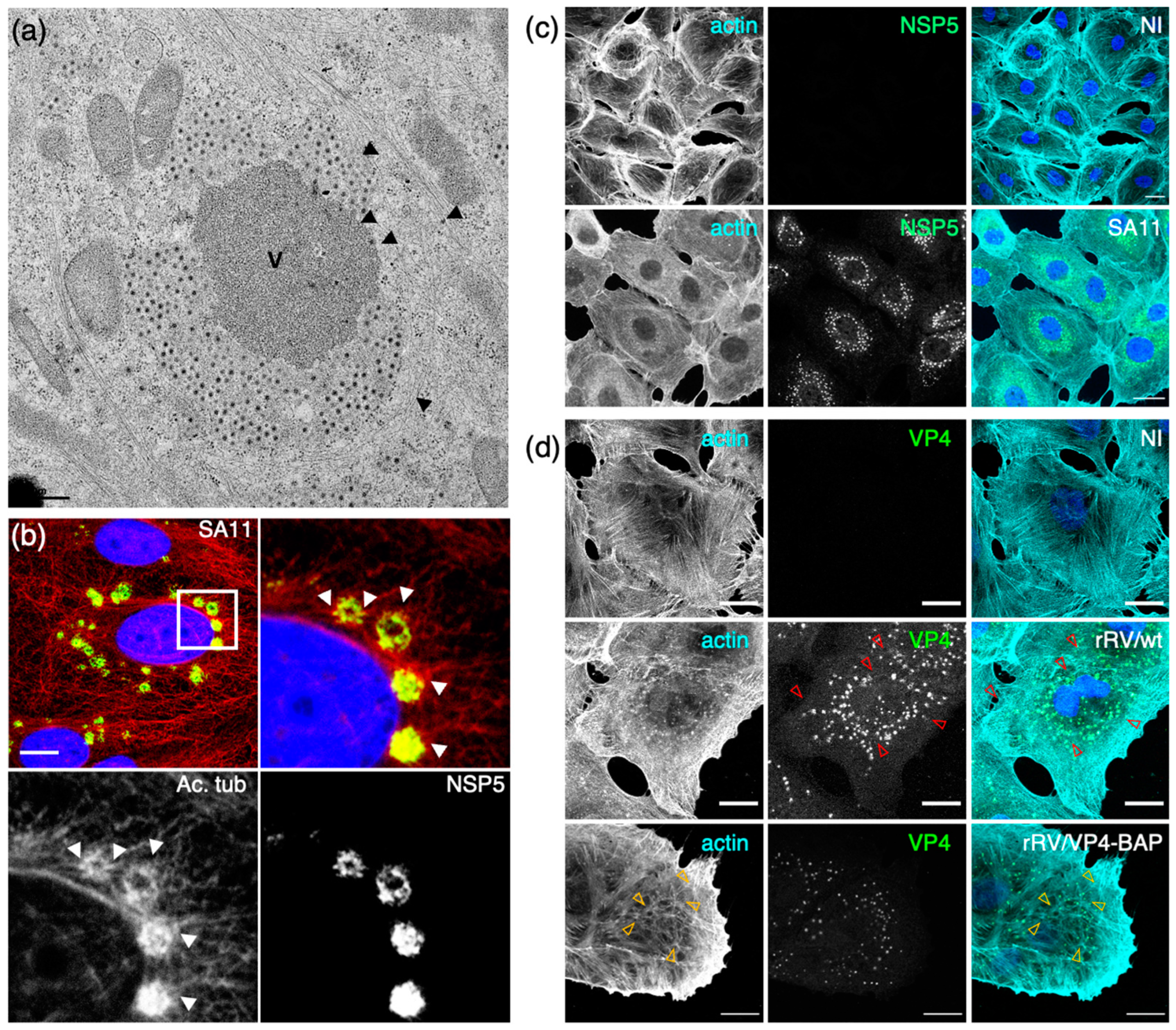 Viruses 16 00668 g002 Viruses 16 00668 g002