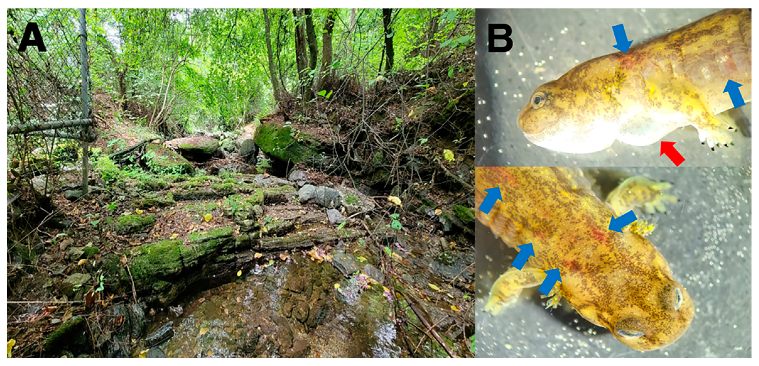 Viruses 16 00675 g001