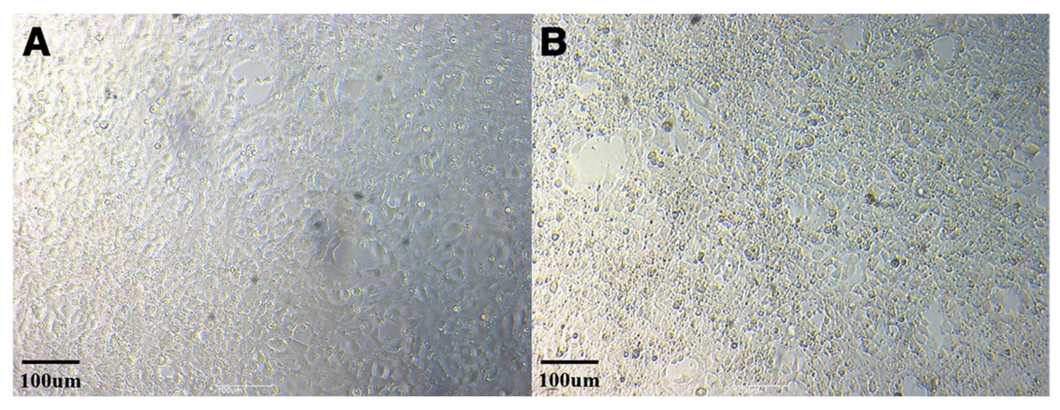 Viruses 16 00675 g002