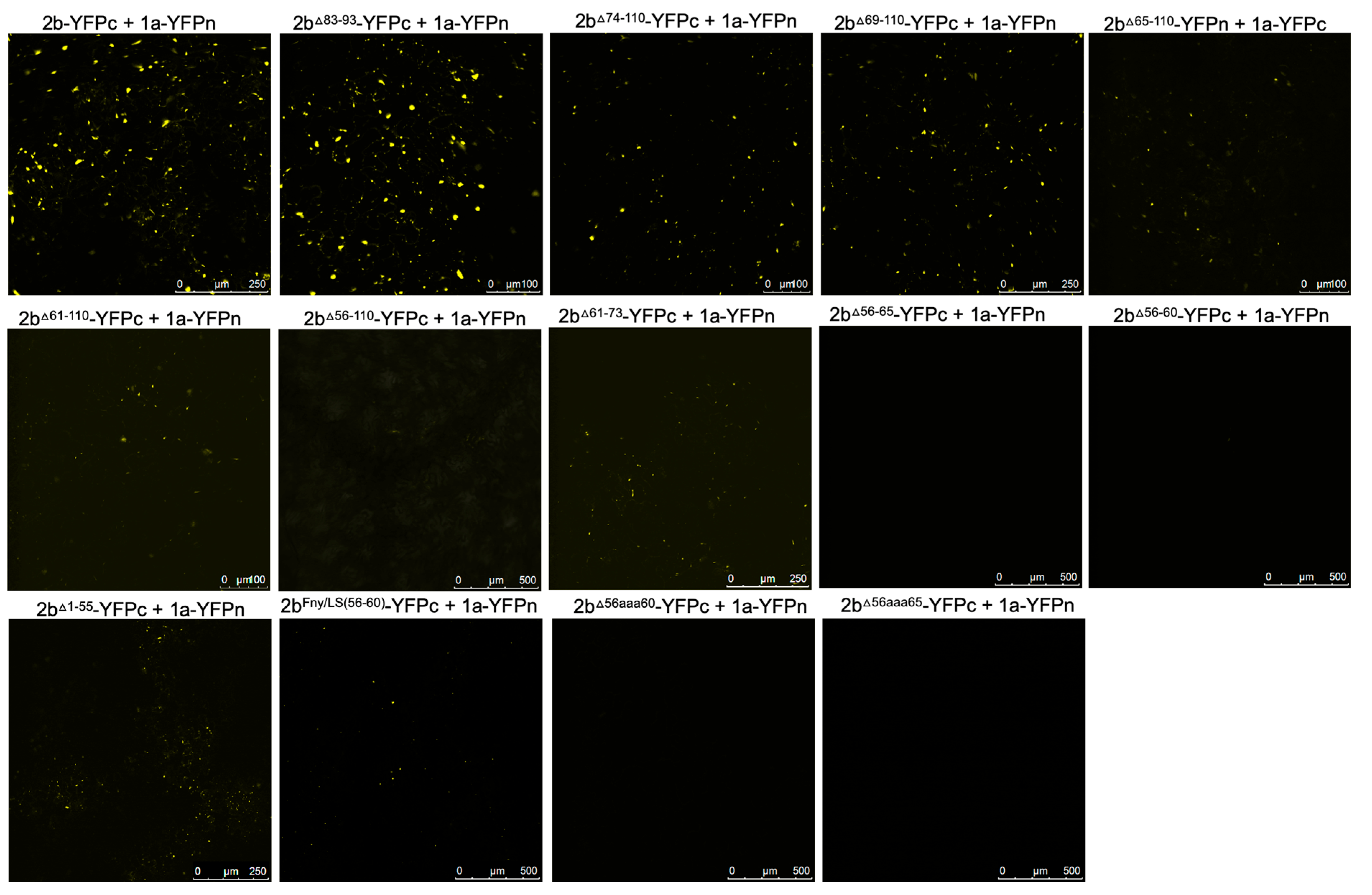 Viruses 16 00676 g003 Viruses 16 00676 g003