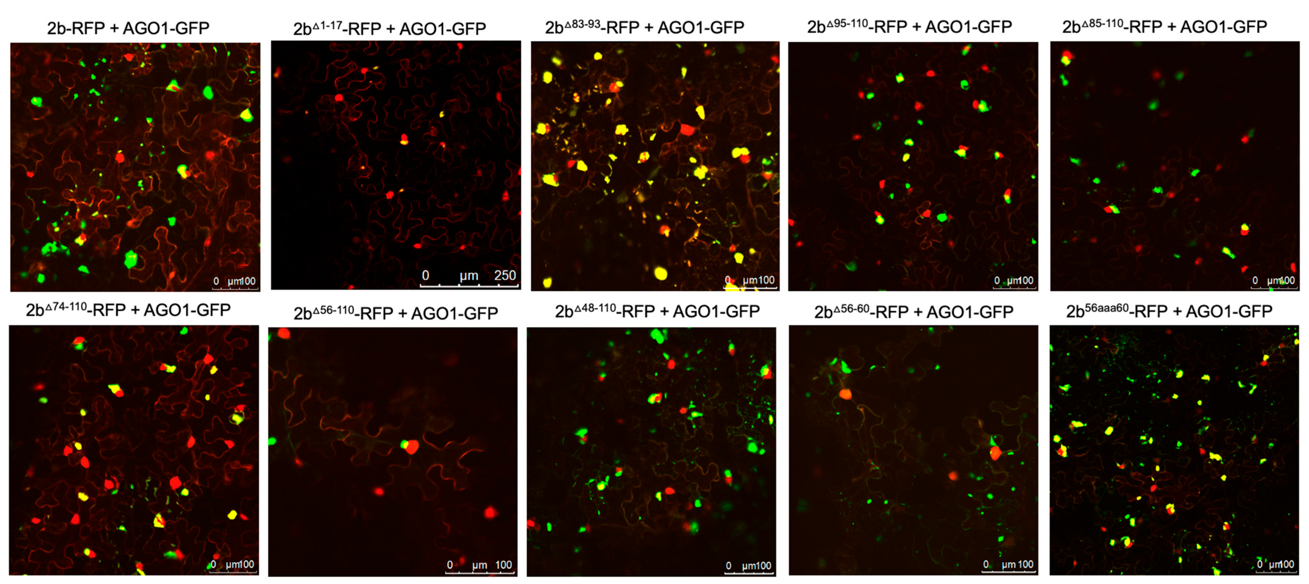 Viruses 16 00676 g005 Viruses 16 00676 g005