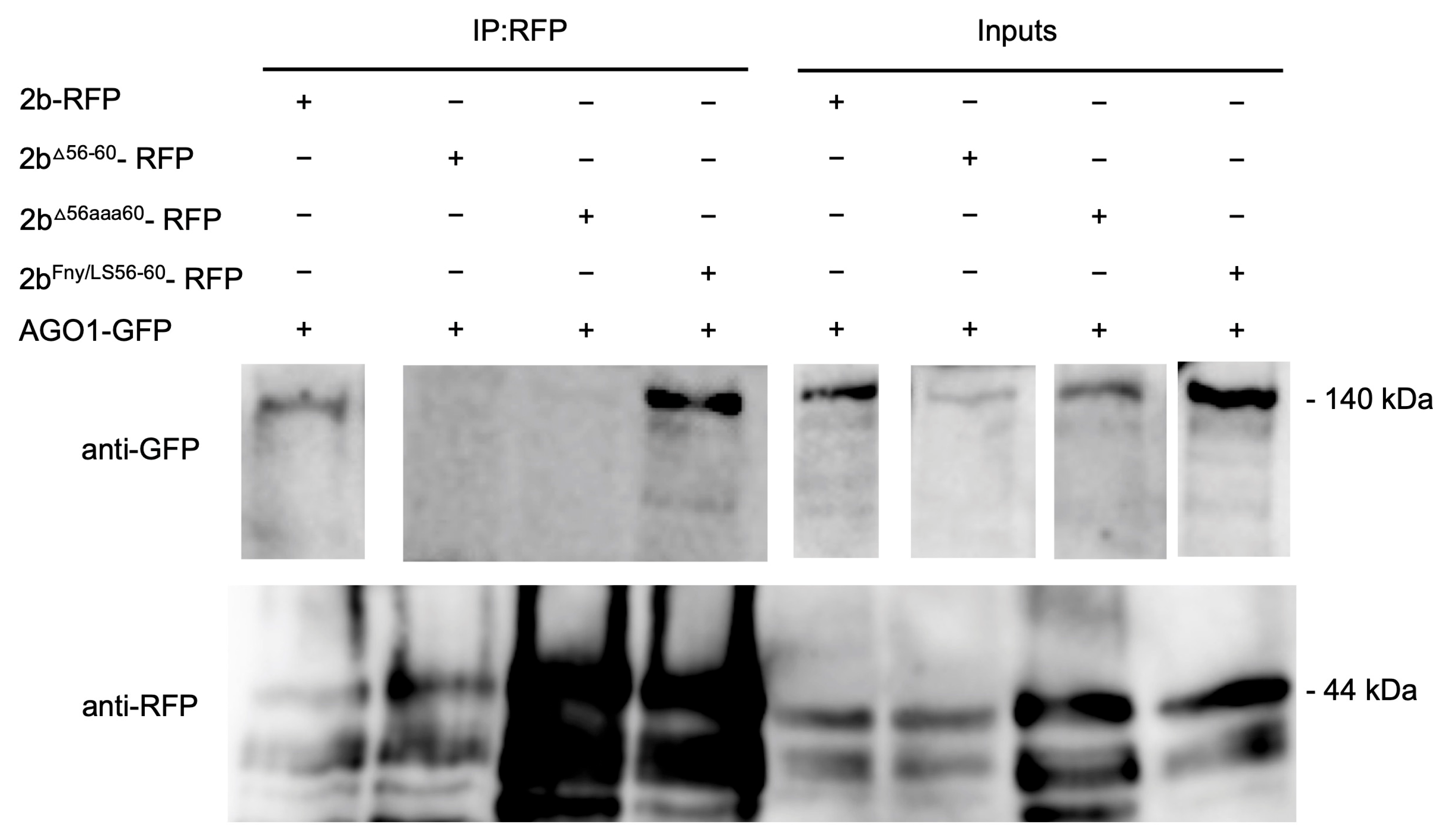 Viruses 16 00676 g007 Viruses 16 00676 g007